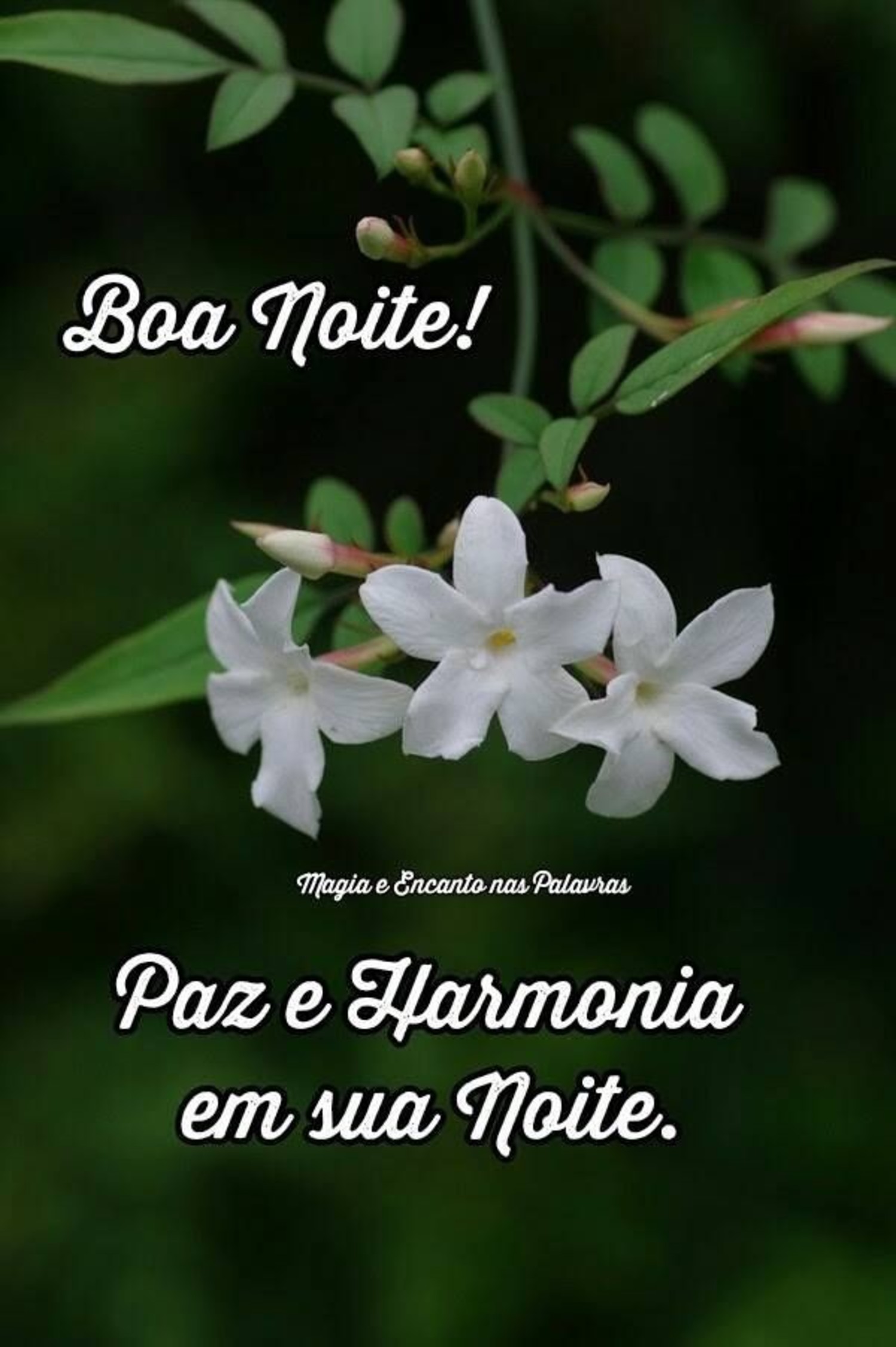 Boa Noite mensagens para Facebook 470