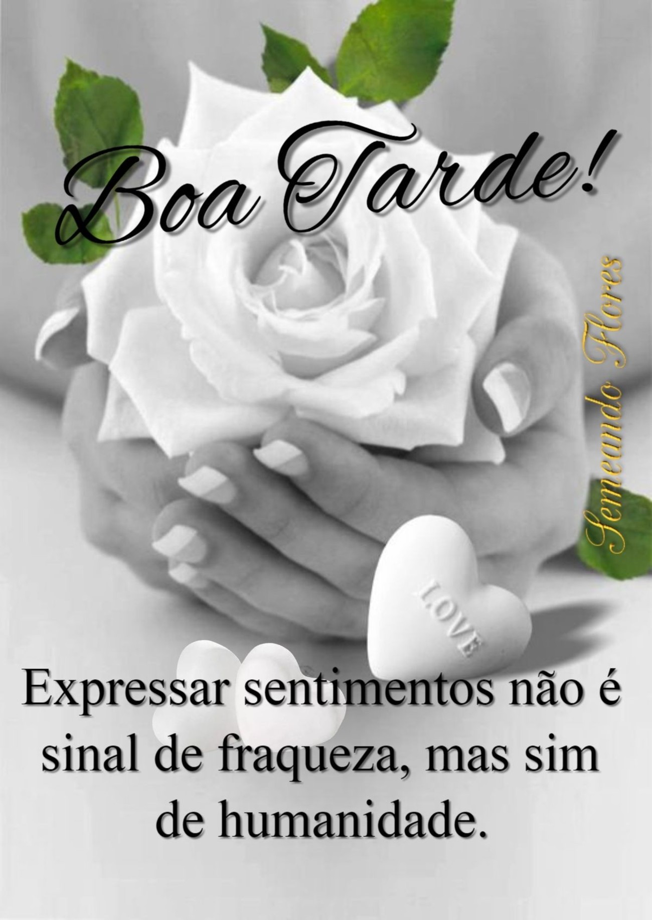 Boa Tarde Pinterest 172