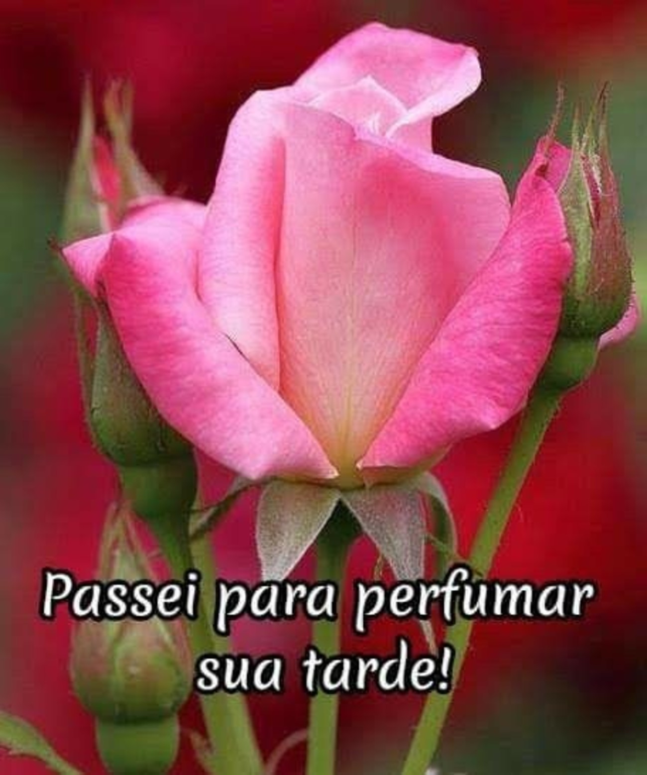 Boa Tarde a todos 253