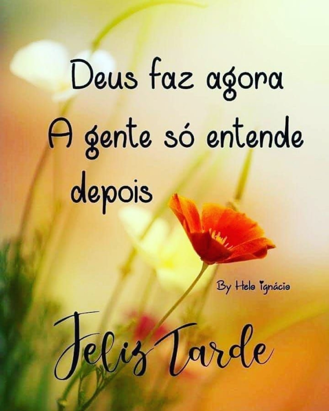 Boa Tarde amizade 265