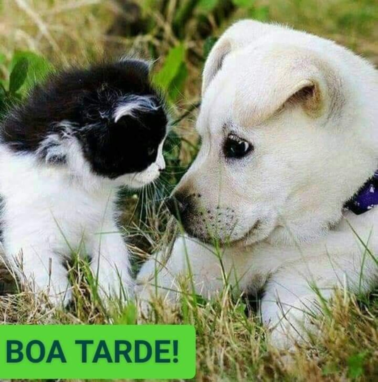 Boa Tarde imagens para WhatsApp 18