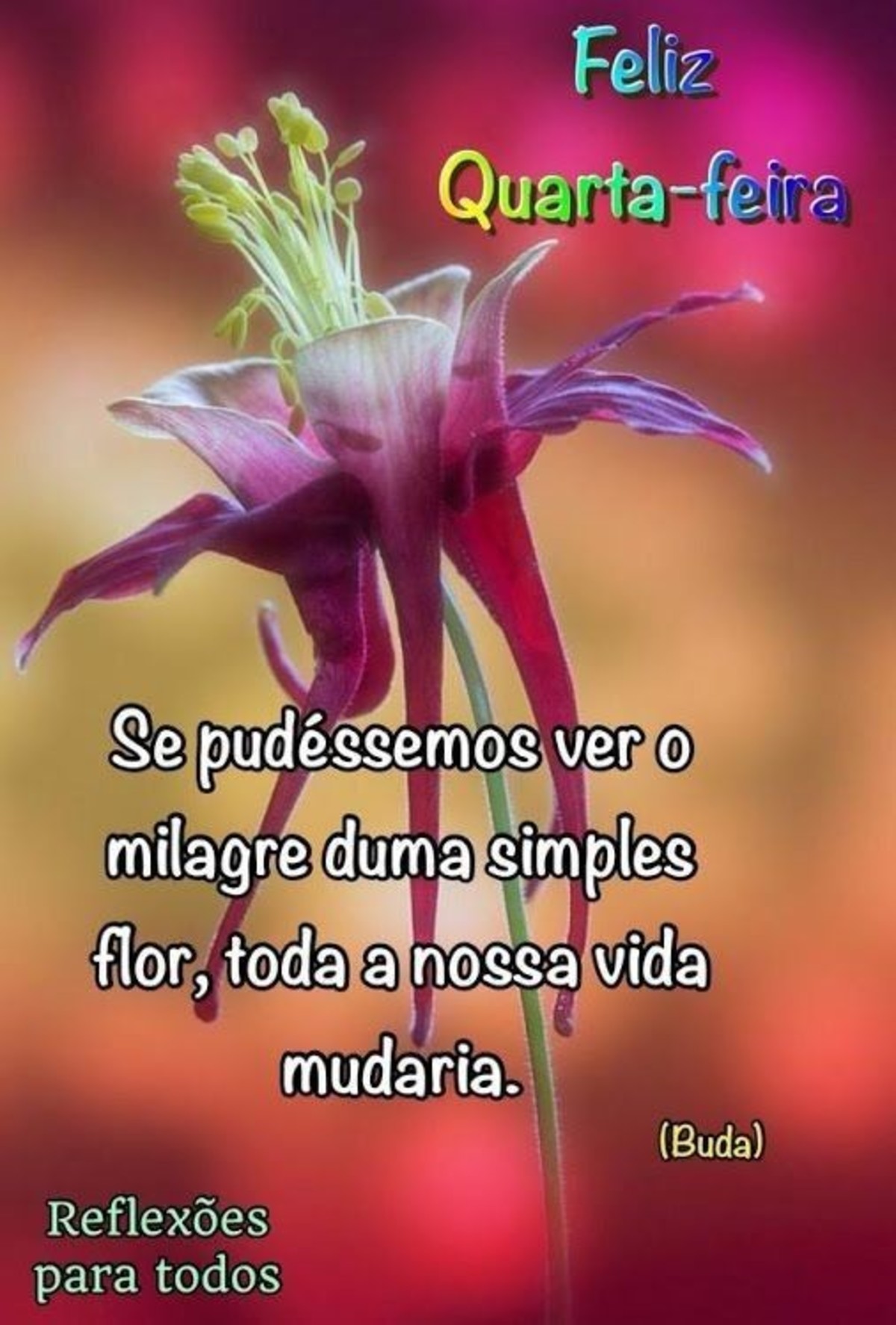 Bom Dia Feliz Quarta-Feira 205