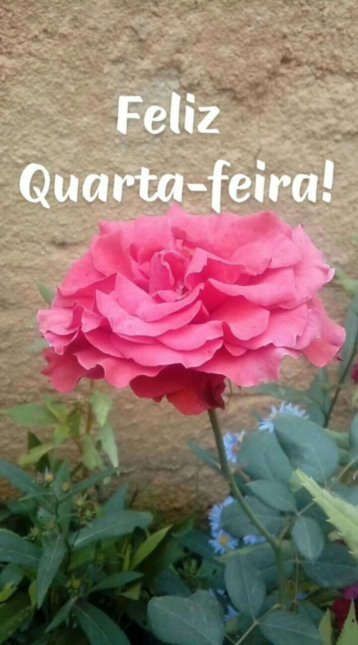 Bom Dia Feliz Quarta-Feira amor 182