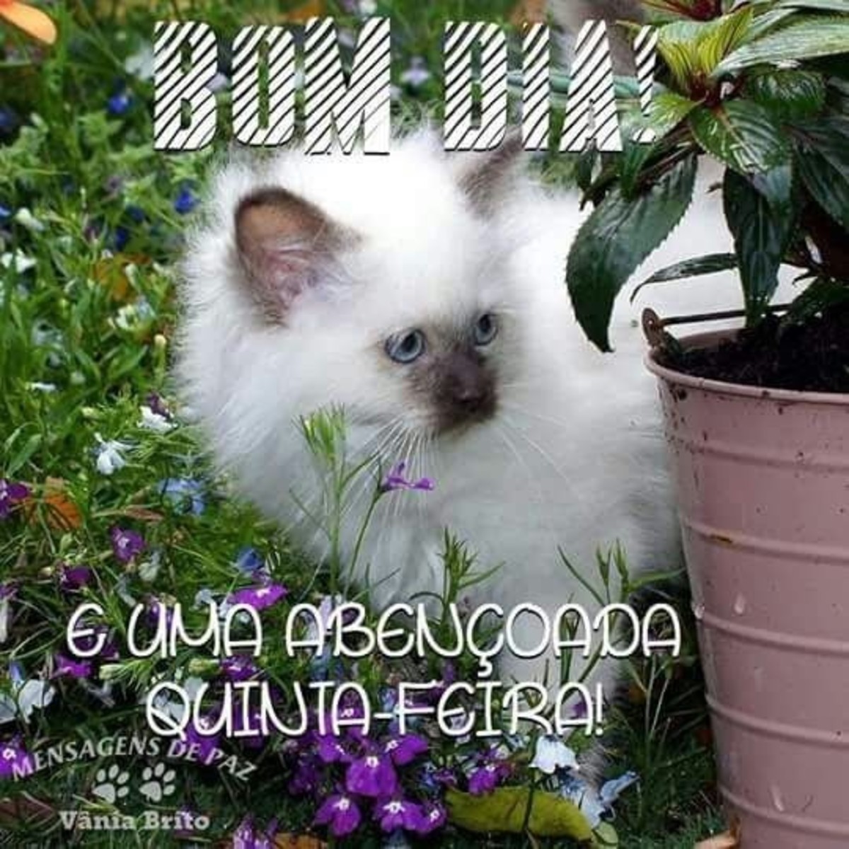 Bom Dia e uma abençoada Quinta-Feira Bom Dia e uma abençoada Quinta-Feira