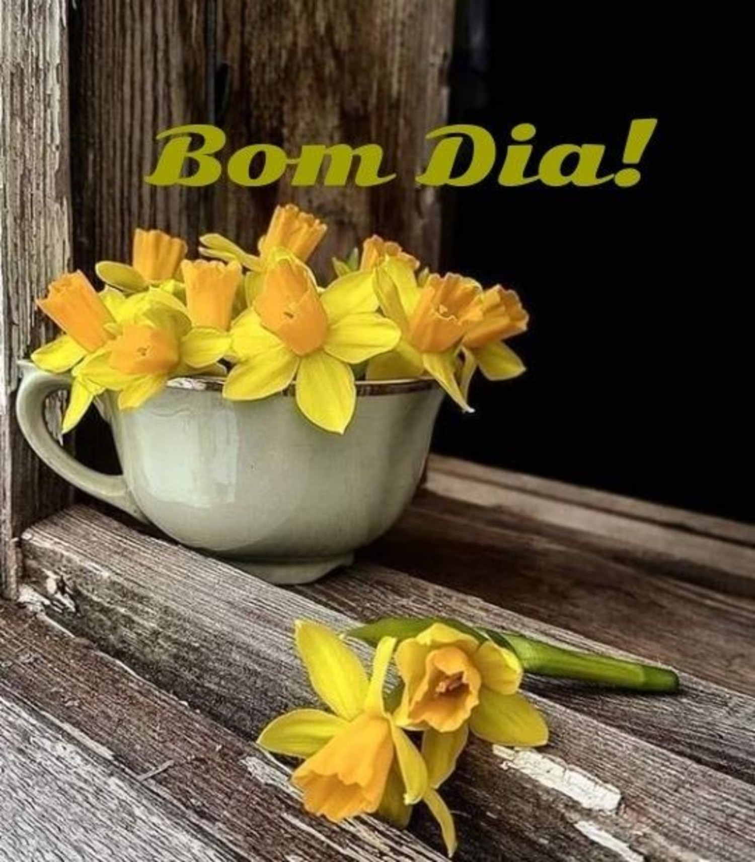 Bom Dia especial Bom Dia especial