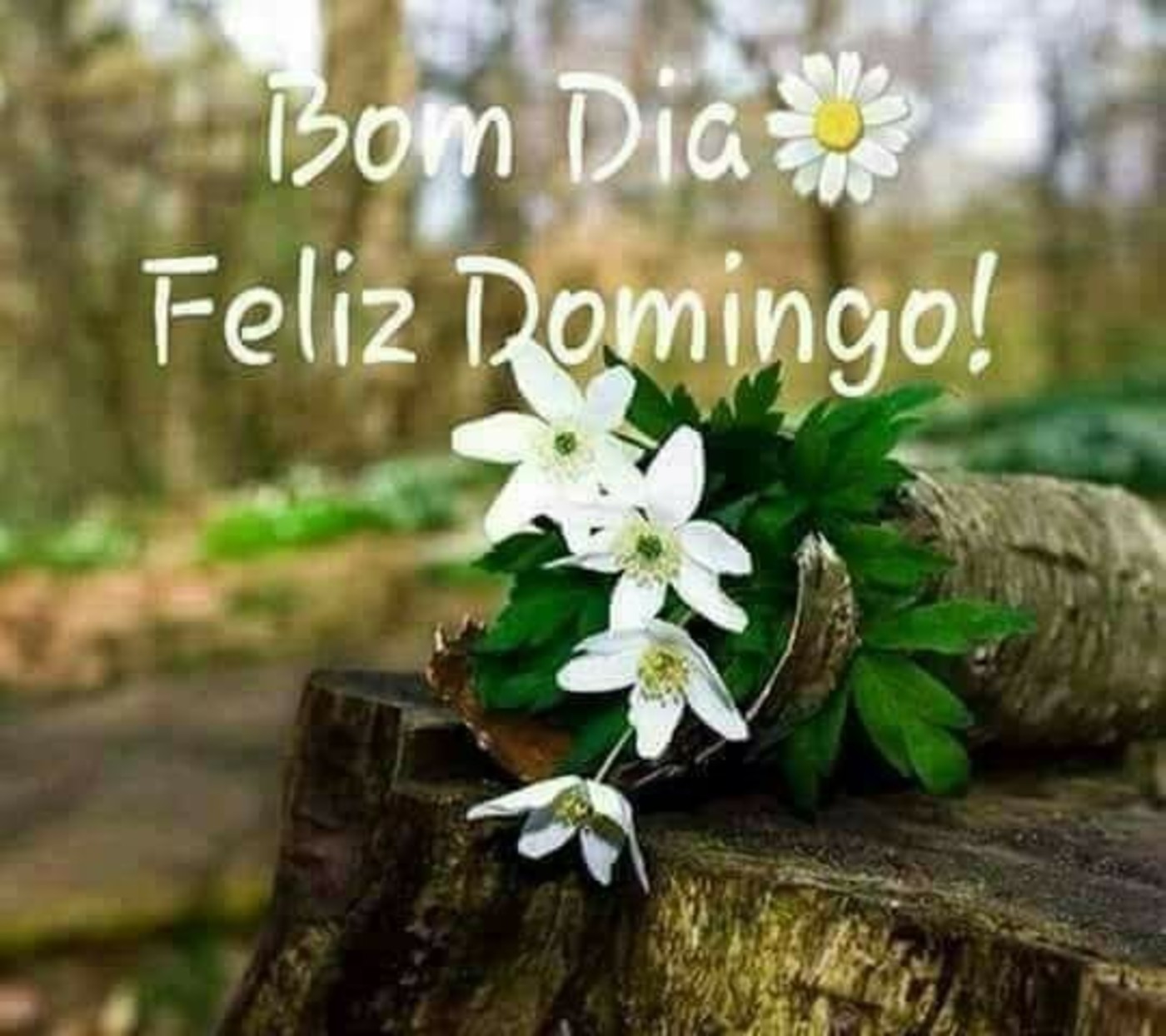 Bom domingo Imagens Facebook e Whatsapp 309 Bom domingo Imagens Facebook e Whatsapp 309