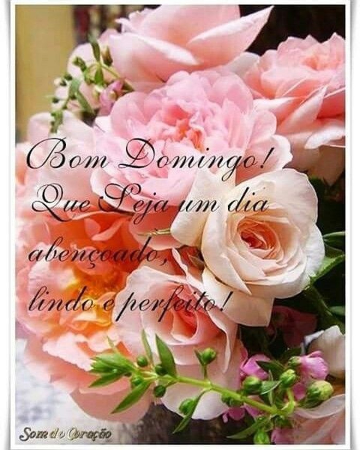 Feliz Domingo com rosas mensagem 179 