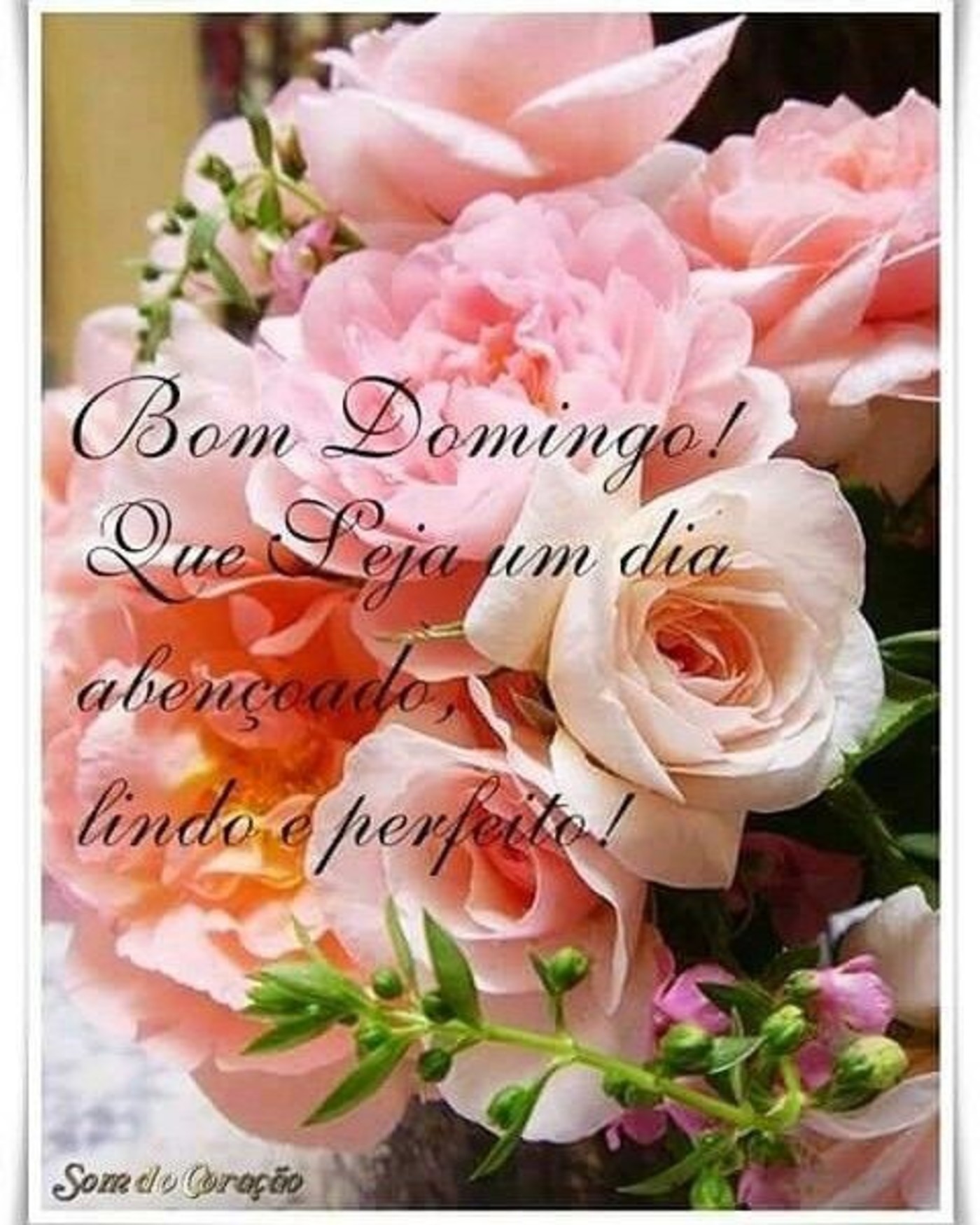 Feliz Domingo com rosas mensagem 179 Feliz Domingo com rosas mensagem 179