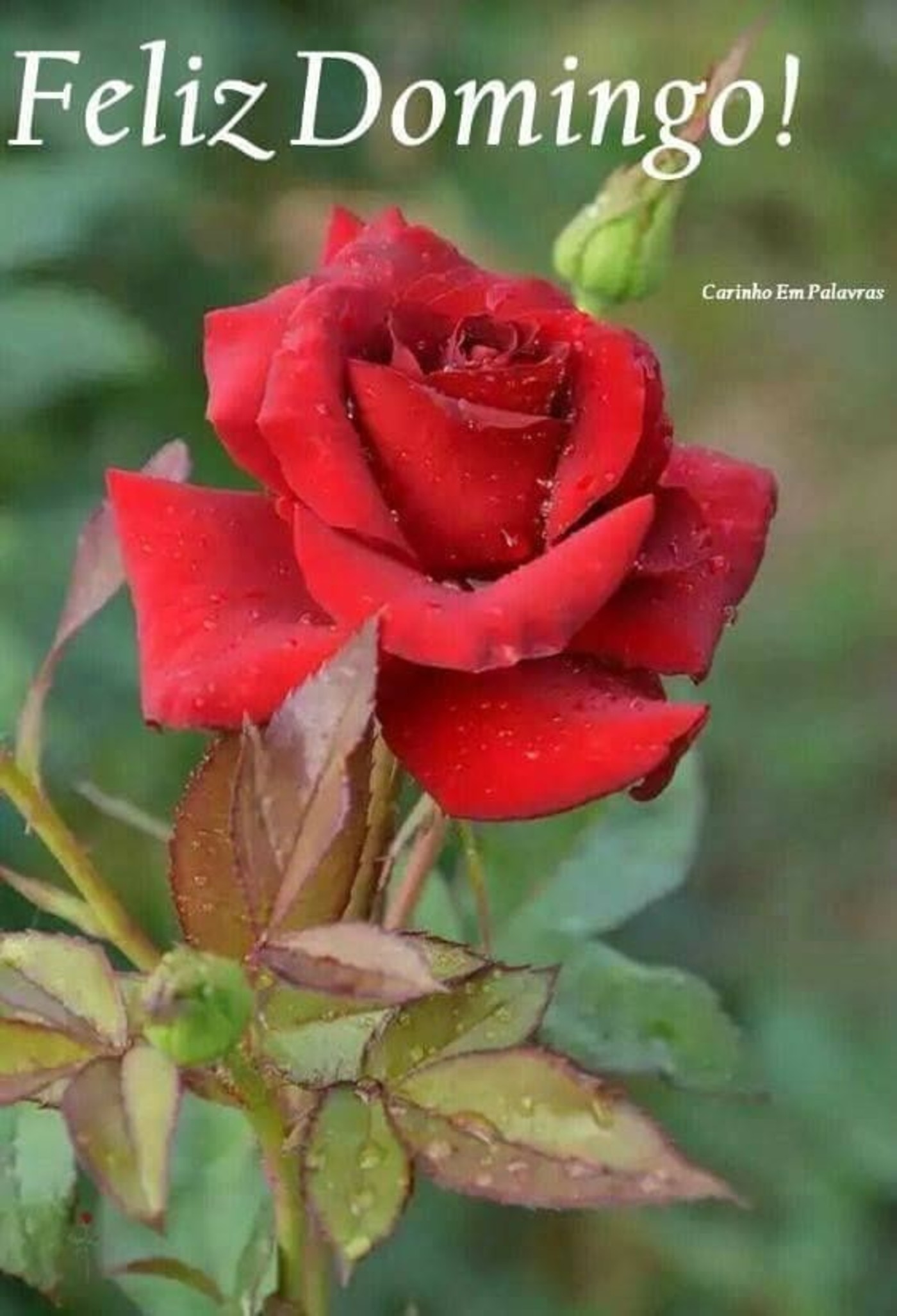 Feliz Domingo com rosas mensagem 294