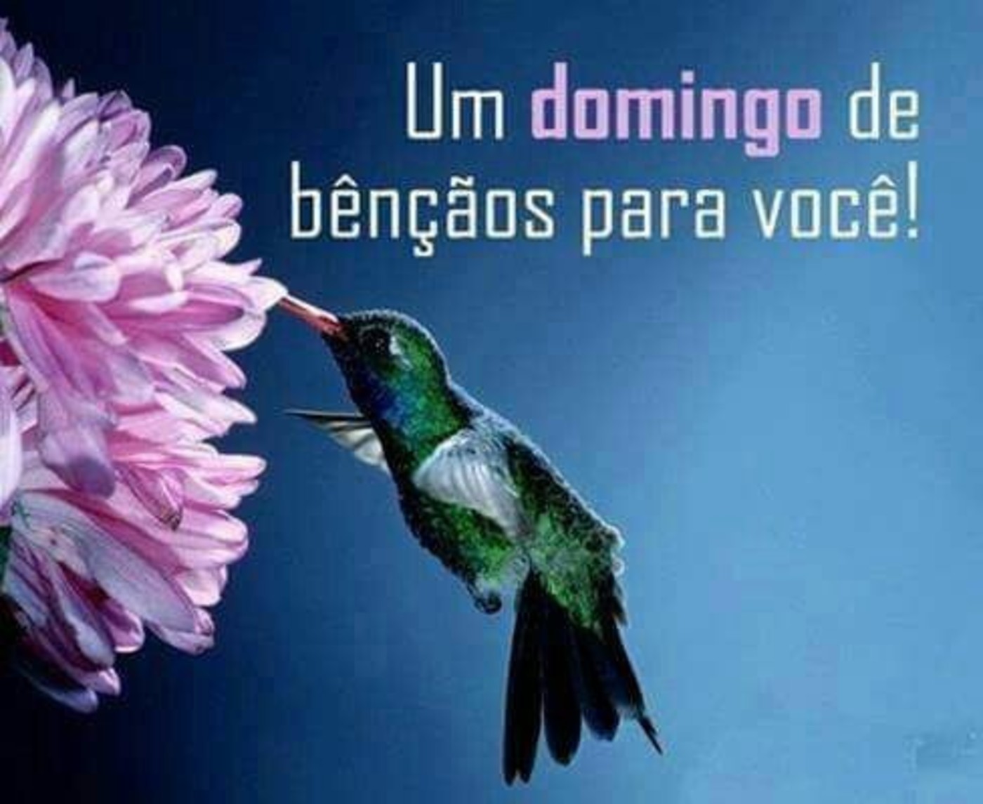 Feliz Domingo imagens para WhatsApp 266 Feliz Domingo imagens para WhatsApp 266