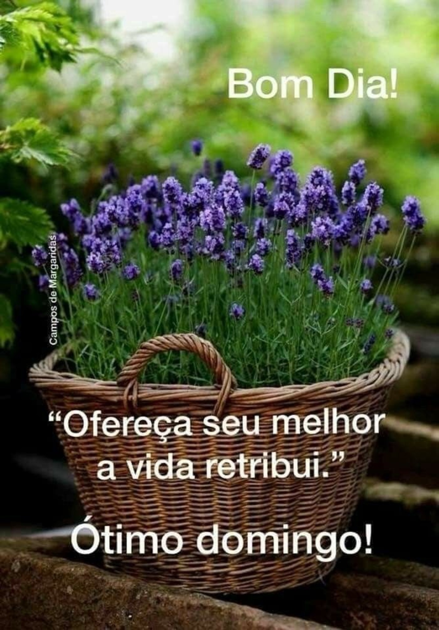 Feliz Domingo lindas imagens Feliz Domingo lindas imagens