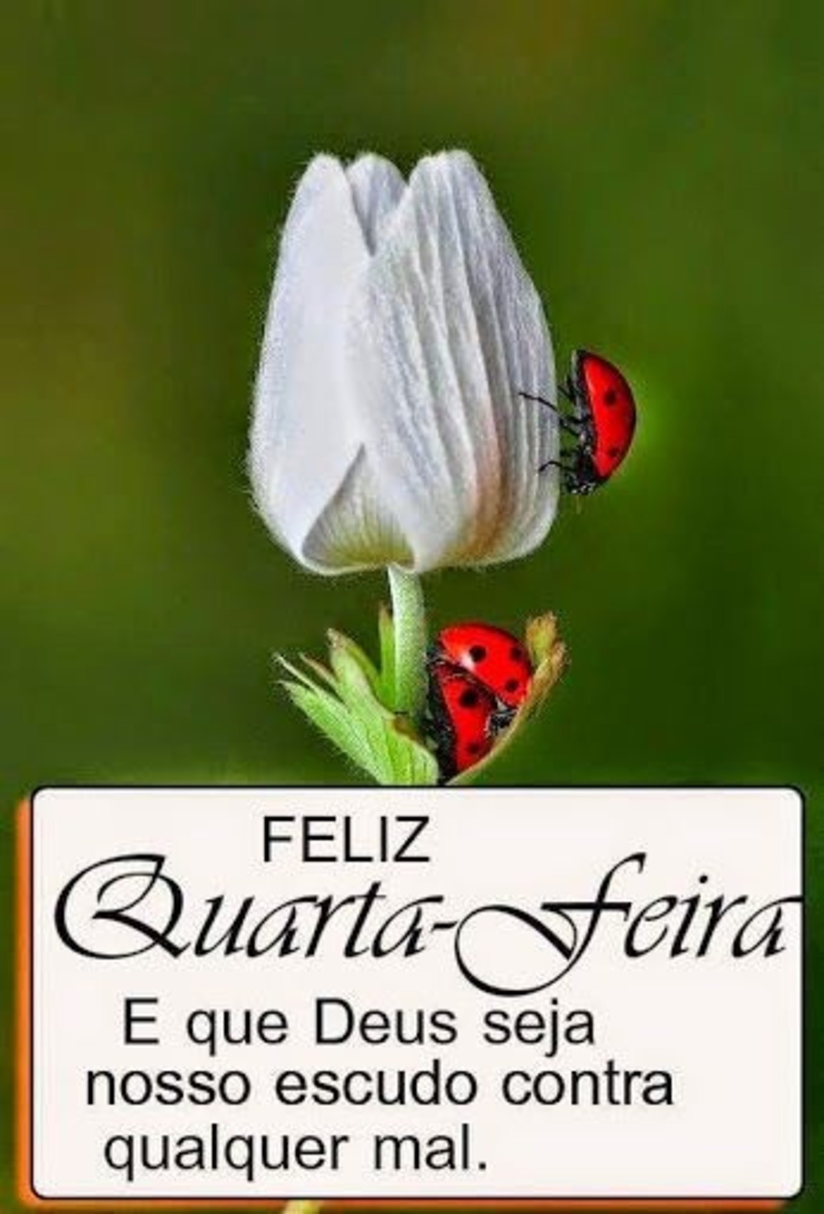 Feliz Quarta-Feira Pinterest 239 Feliz Quarta-Feira Pinterest 239