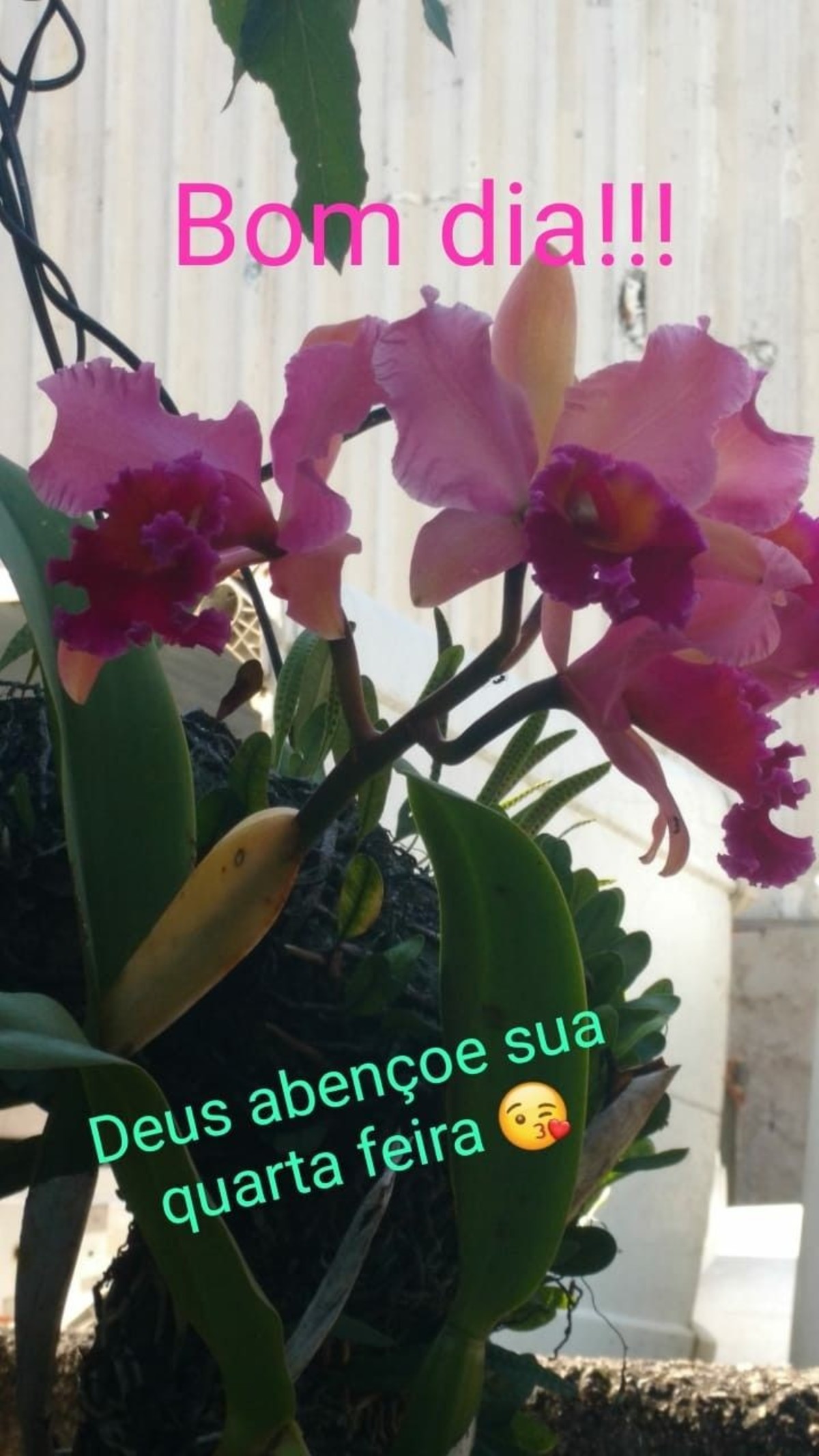 Feliz Quarta-feira com Flores imagem 169 Feliz Quarta-feira com Flores imagem 169
