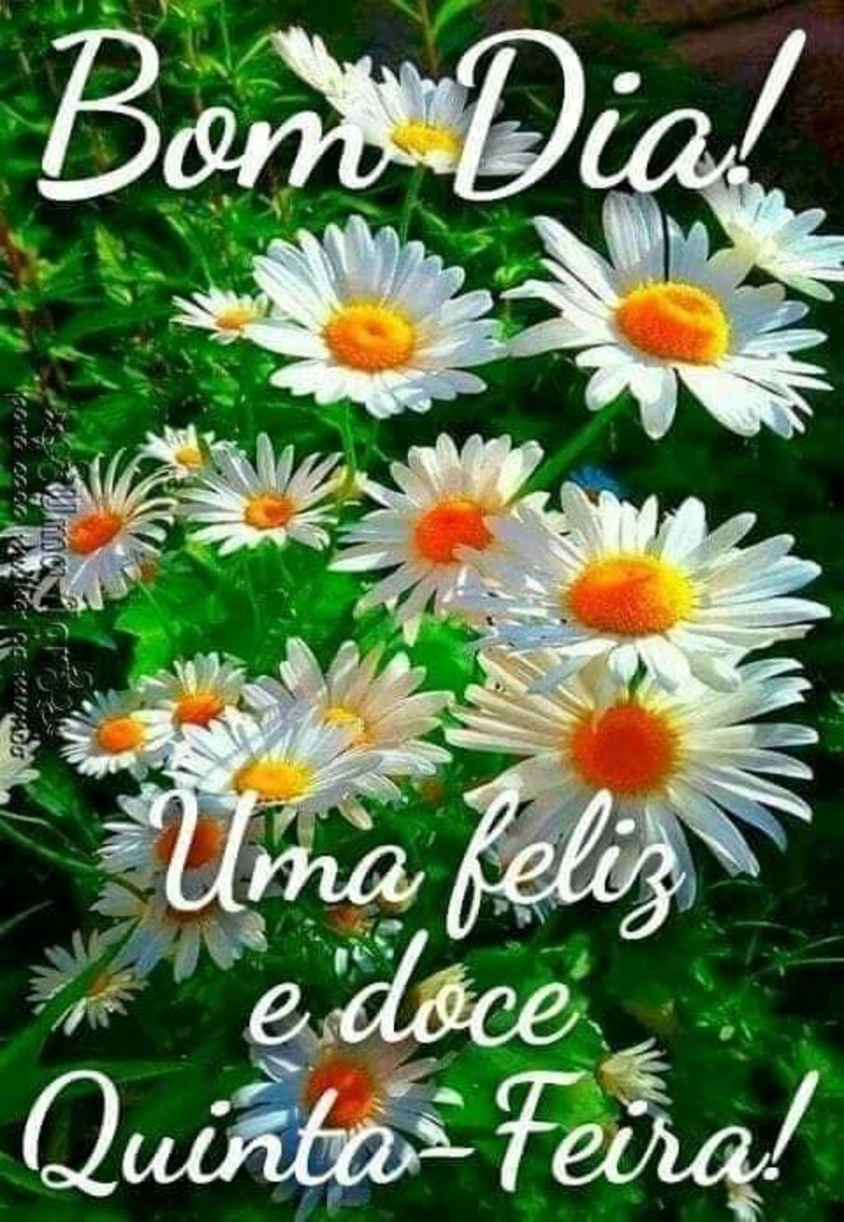 Feliz-Quinta-Feira-com-flores-223.jpg