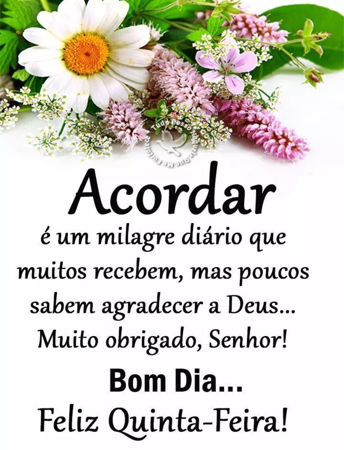 Feliz Quinta-feira 146