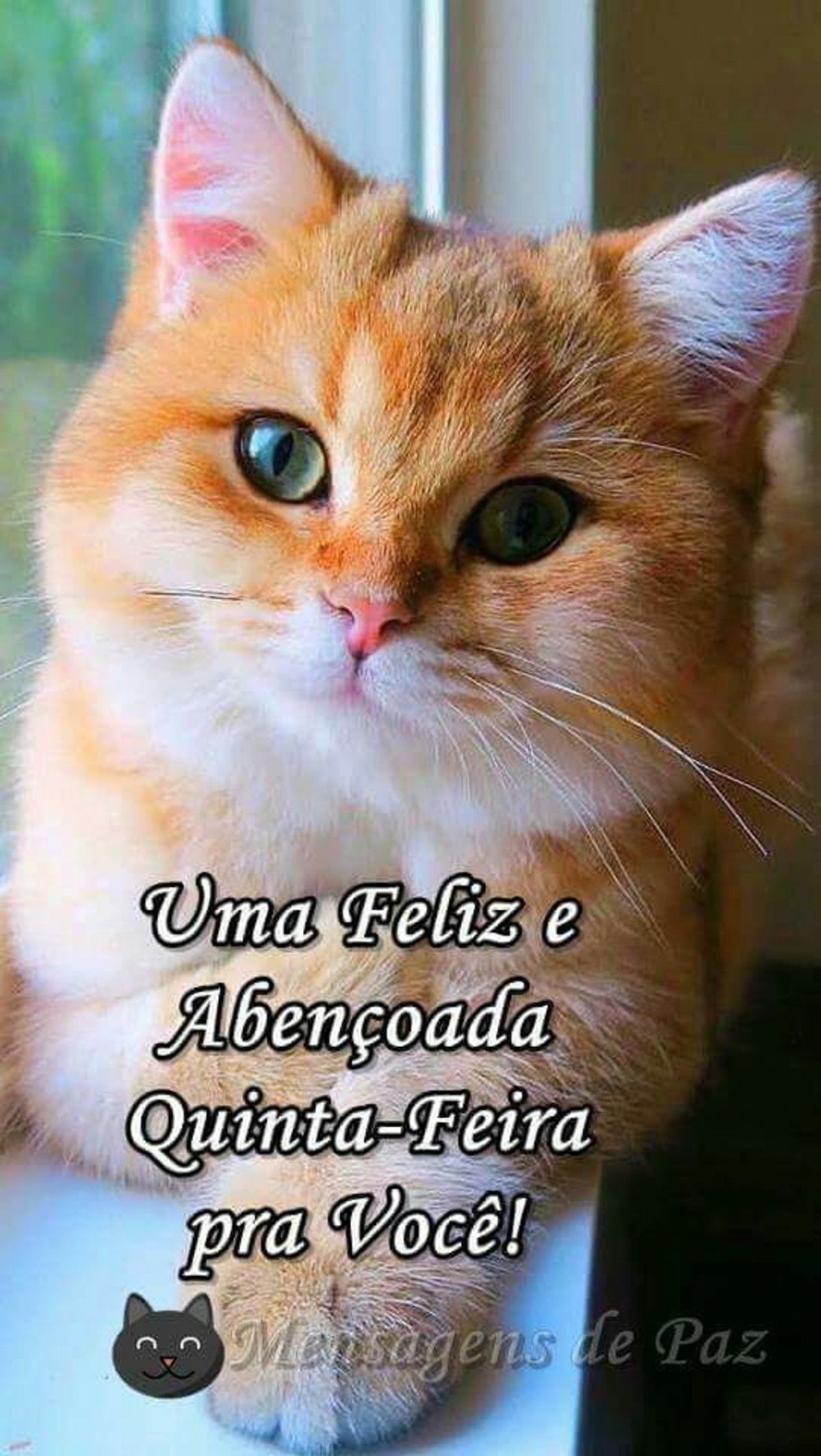 Feliz Quinta-feira amigos WhatsApp 39