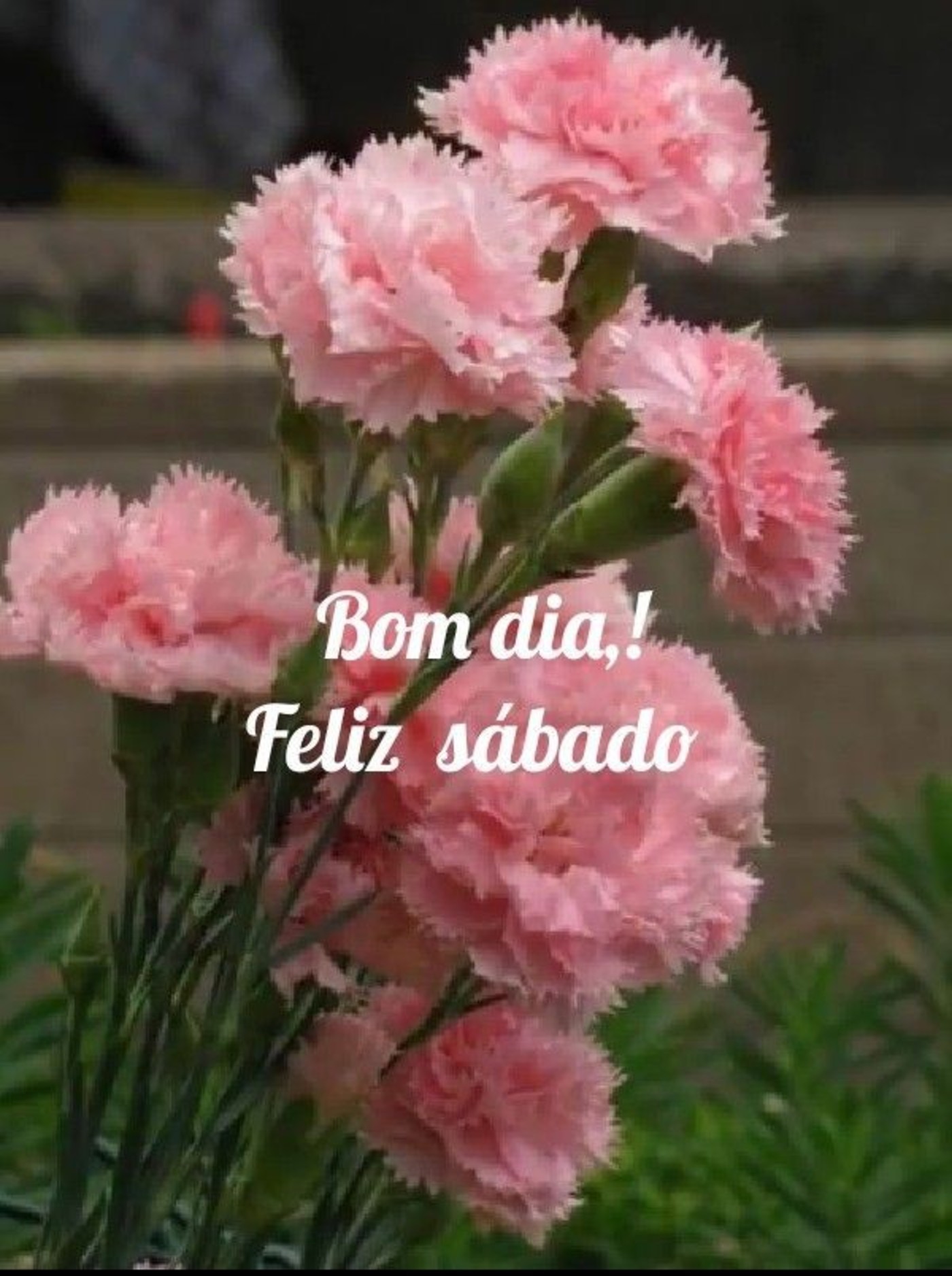 Feliz Sábado lindas frases 254 Feliz Sábado lindas frases 254