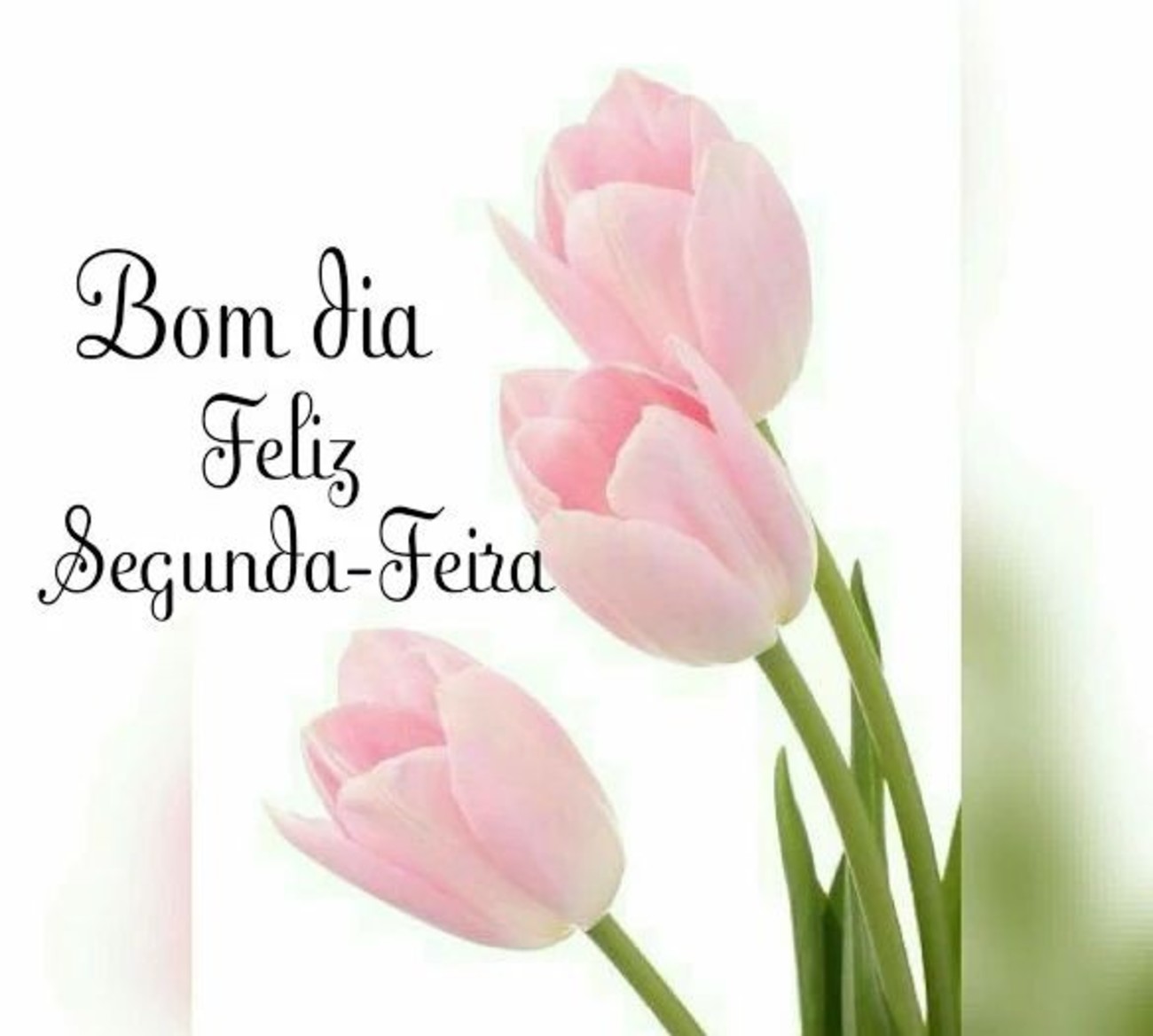 Feliz Segunda-feira com flores 193