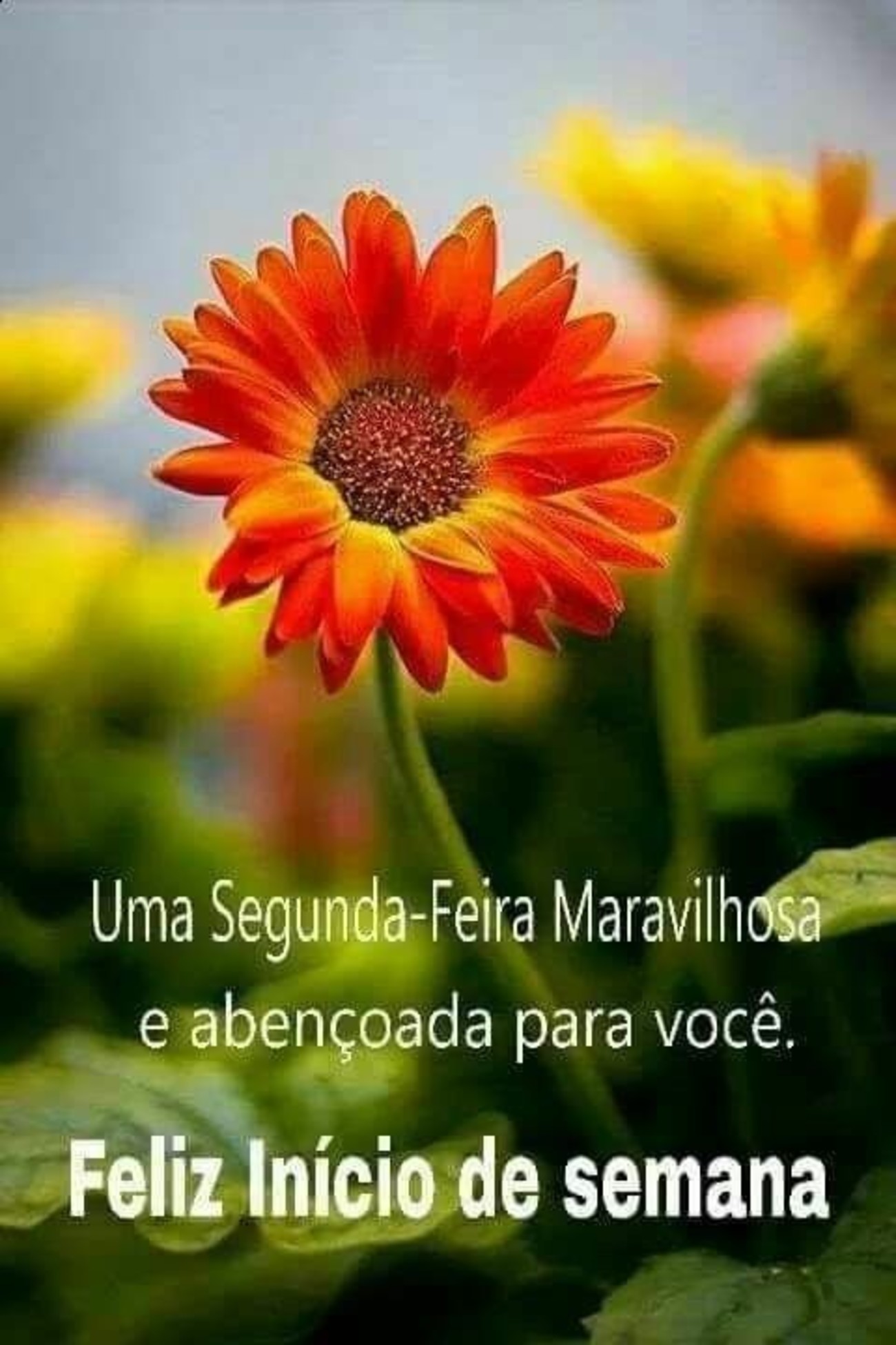 Feliz Segunda-feira com flores 2