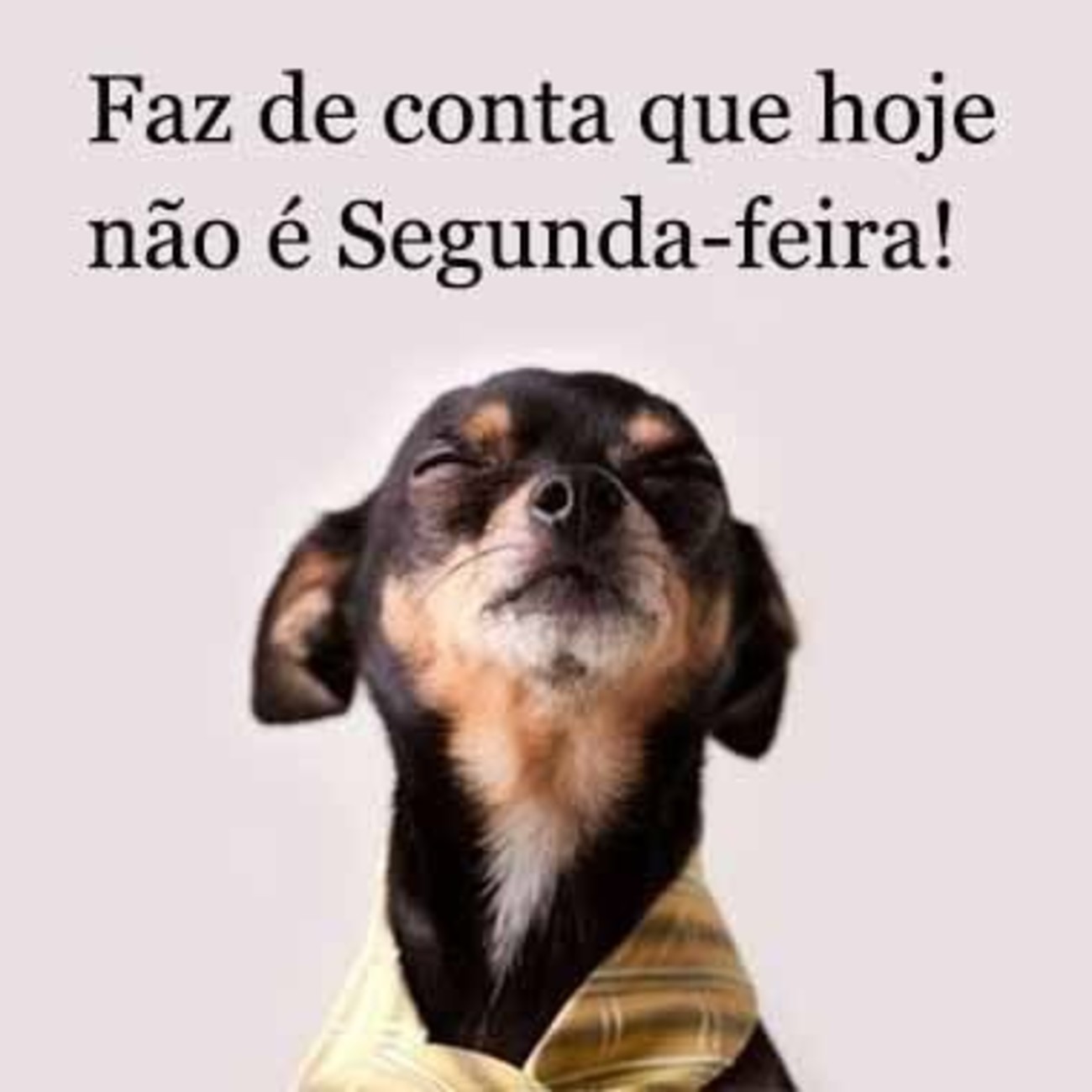 Feliz Segunda-feira engraçada Feliz Segunda-feira engraçada