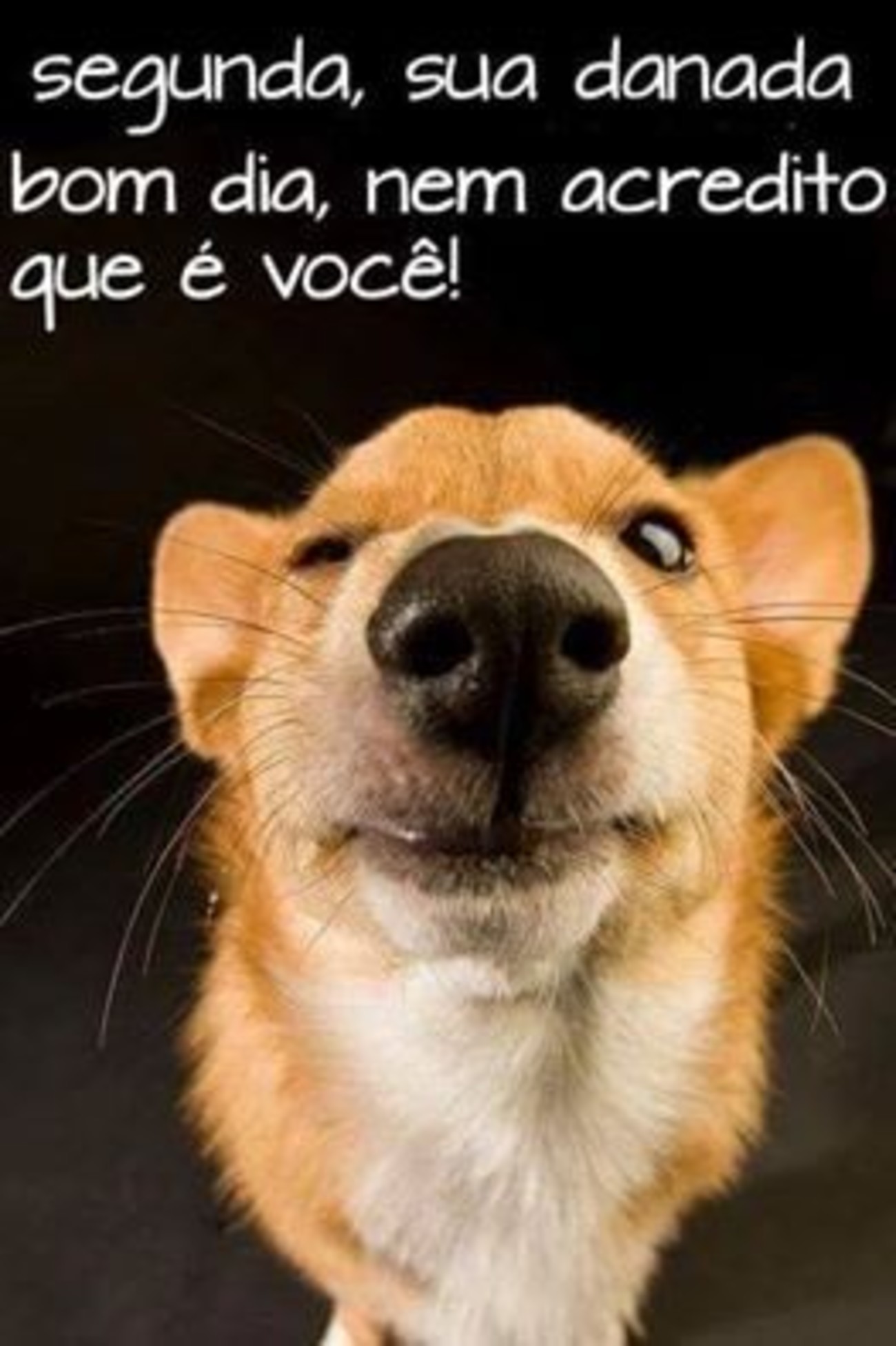 Feliz Segunda-feira engraçada 137