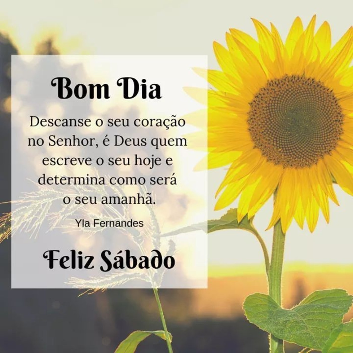 Feliz Sábado amigos 339