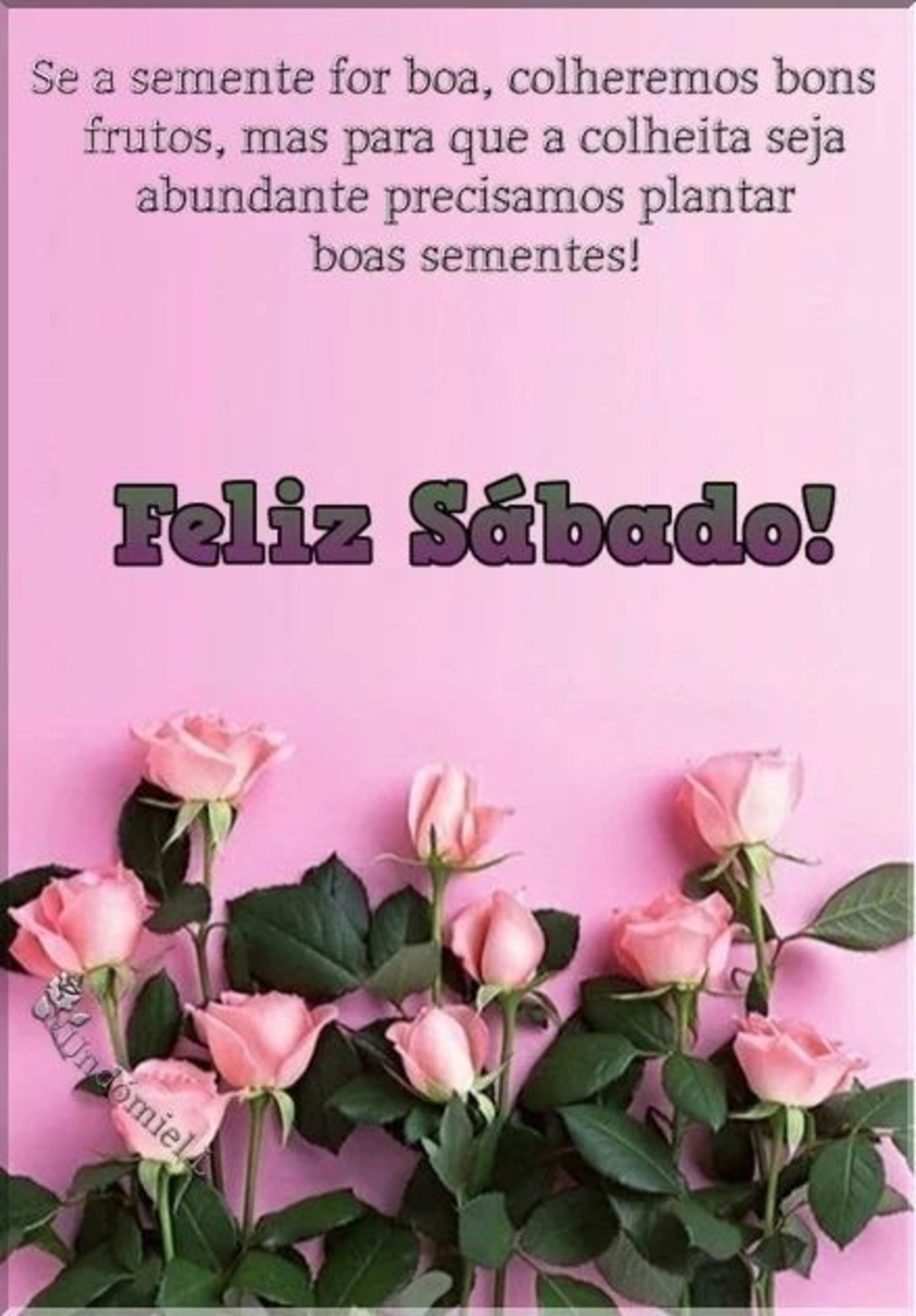 Feliz Sábado grupo WhatsApp 314