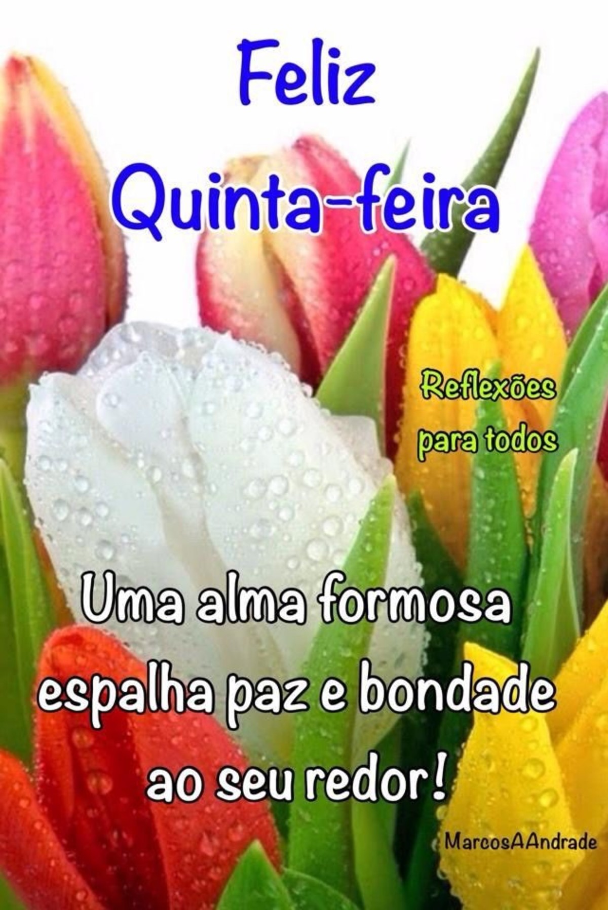 Feliz quinta feira bom dia 222 Feliz quinta feira bom dia 222