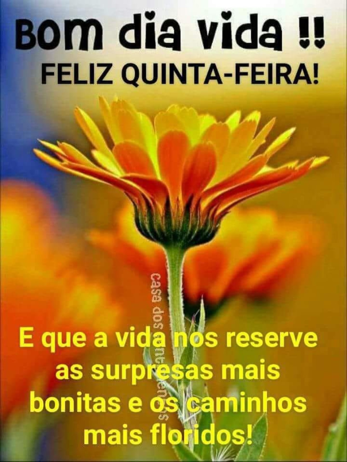Feliz quinta feira bom dia 224