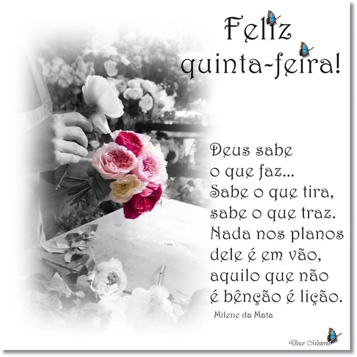 Feliz quinta feira e bom dia 239 Feliz quinta feira e bom dia 239