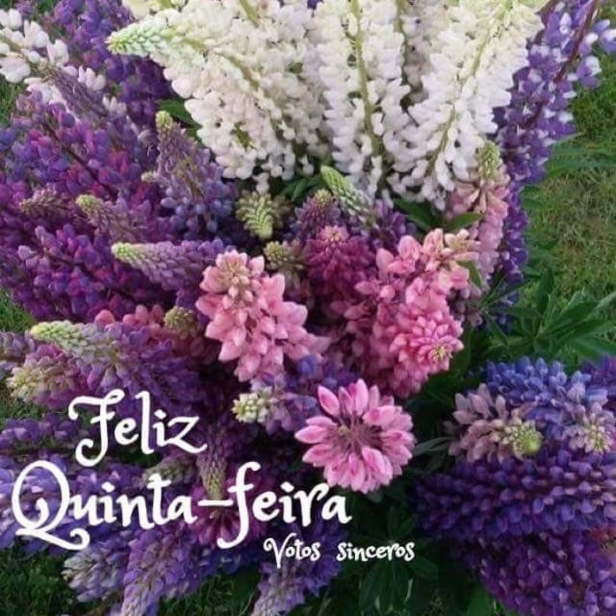 Feliz quinta feira mensagem 234