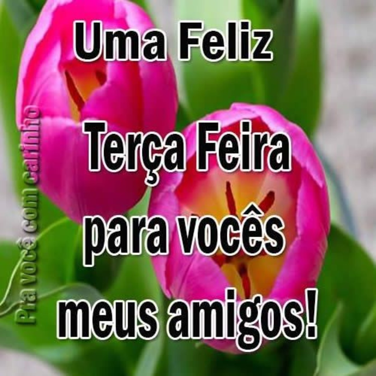 Feliz terça feira com flores 113