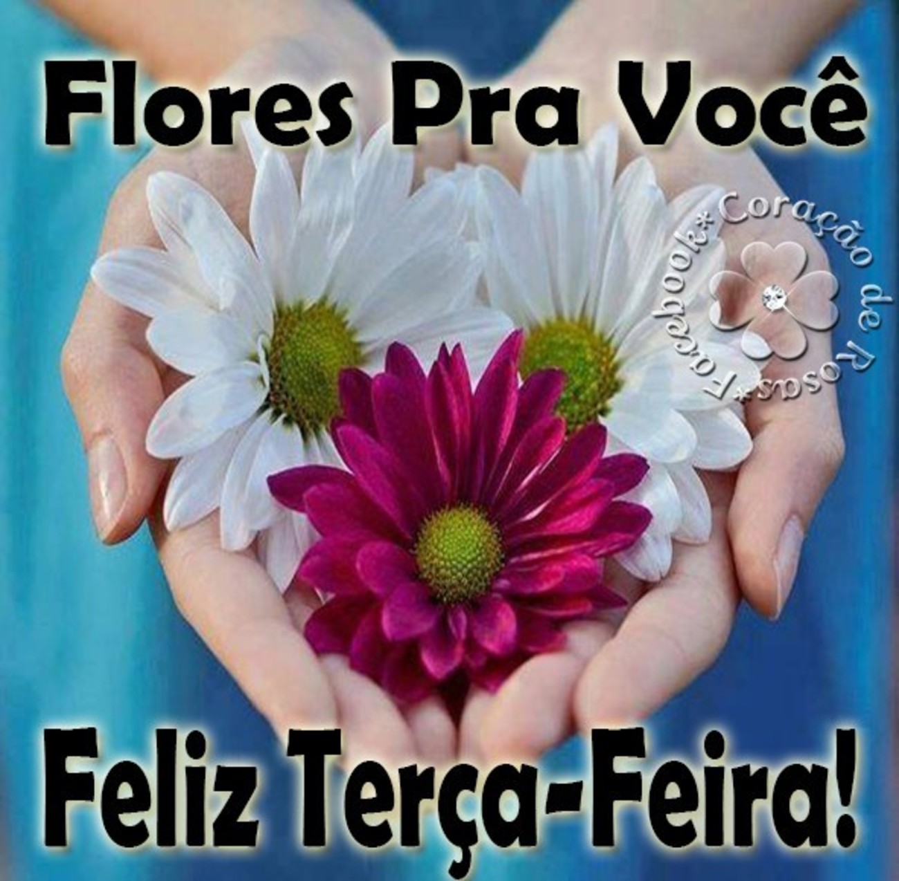 Flores pra você Feliz Terça-feira 106