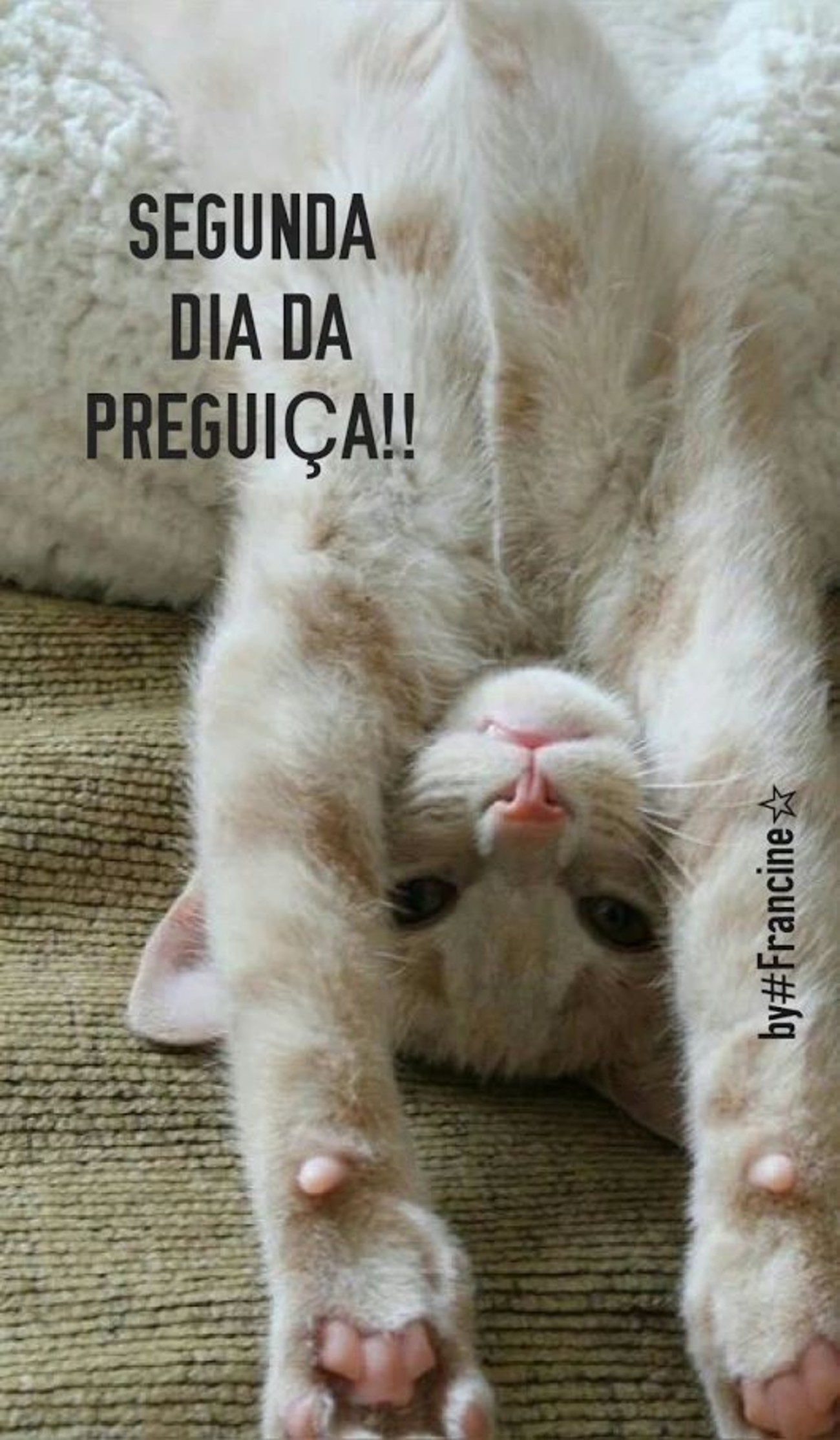 Fotos de Feliz Segunda-feira 208