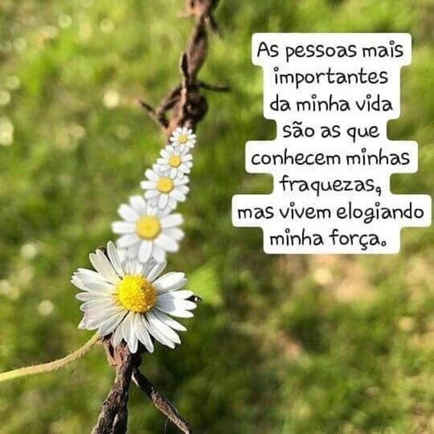 Frases lindas e imagens fofas 429