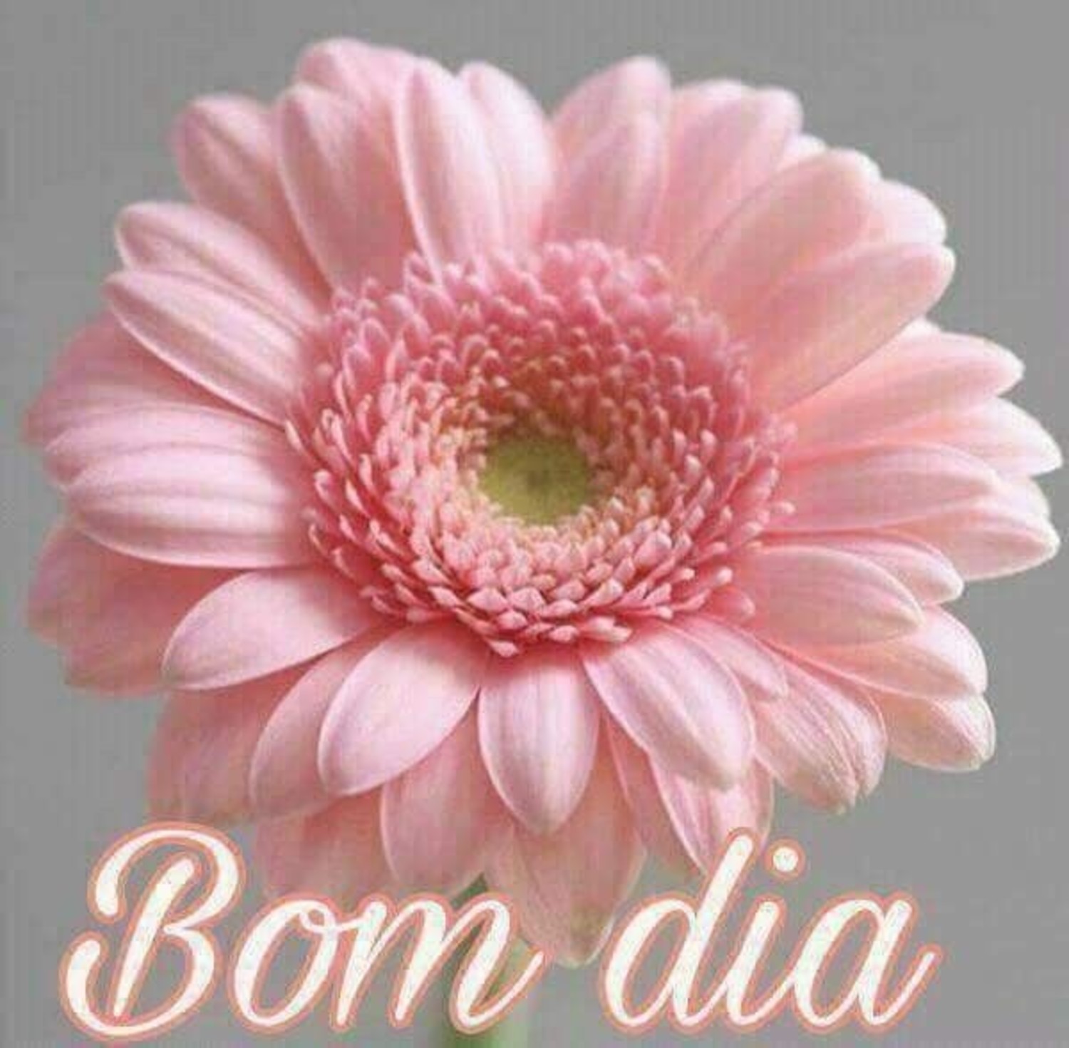 Whatsapp Bom Dia com imagens bonitas 338