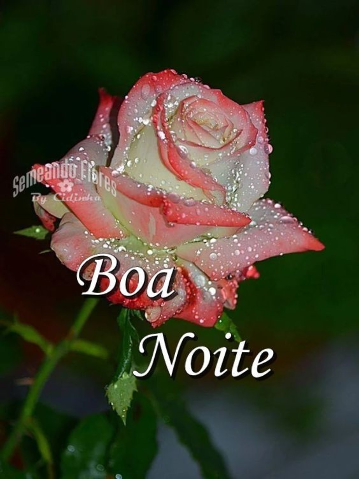 Boa Noite 786