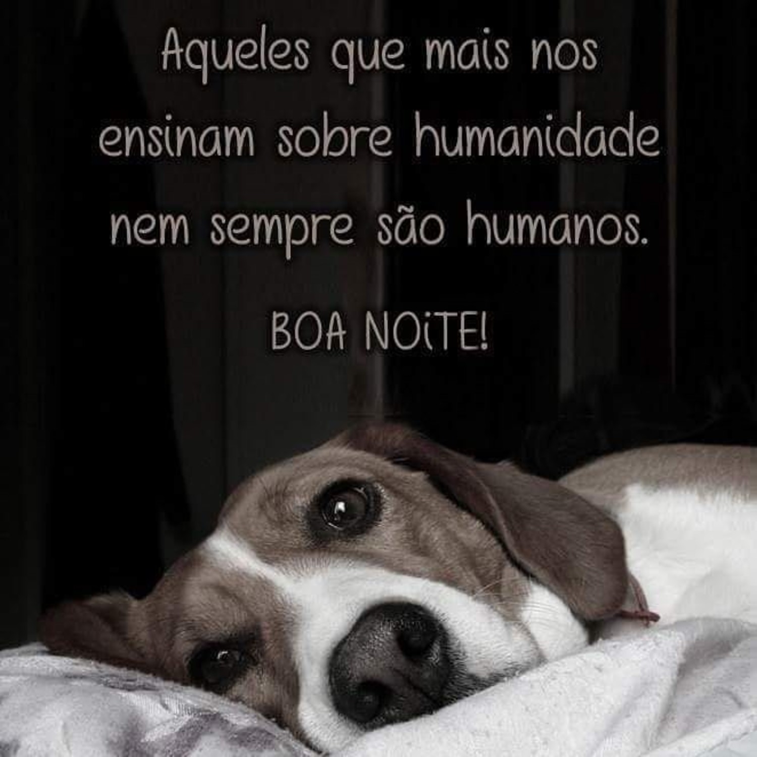 Boa Noite frases 1068