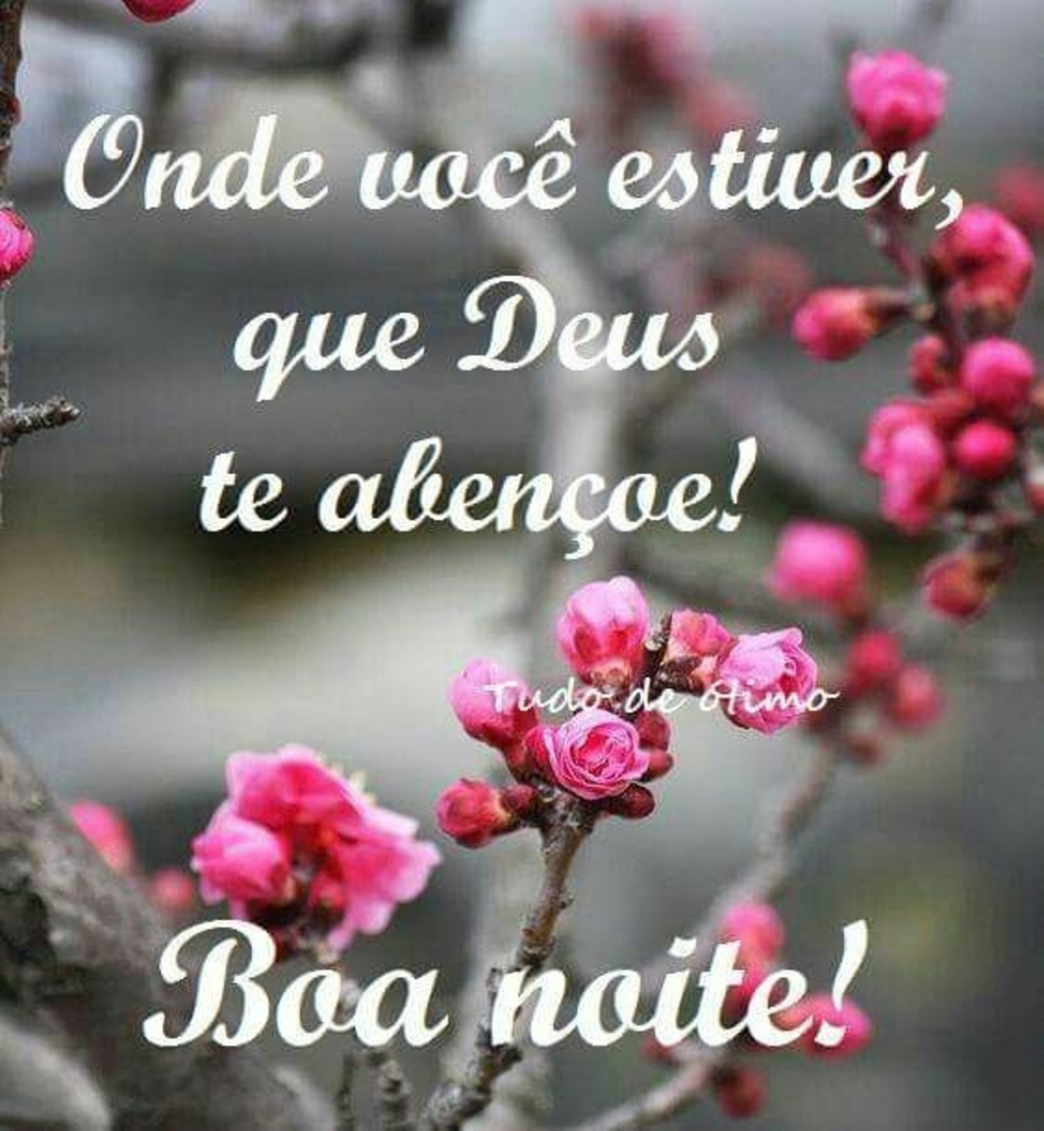 Boa Noite primavera WhatsApp imagens 924