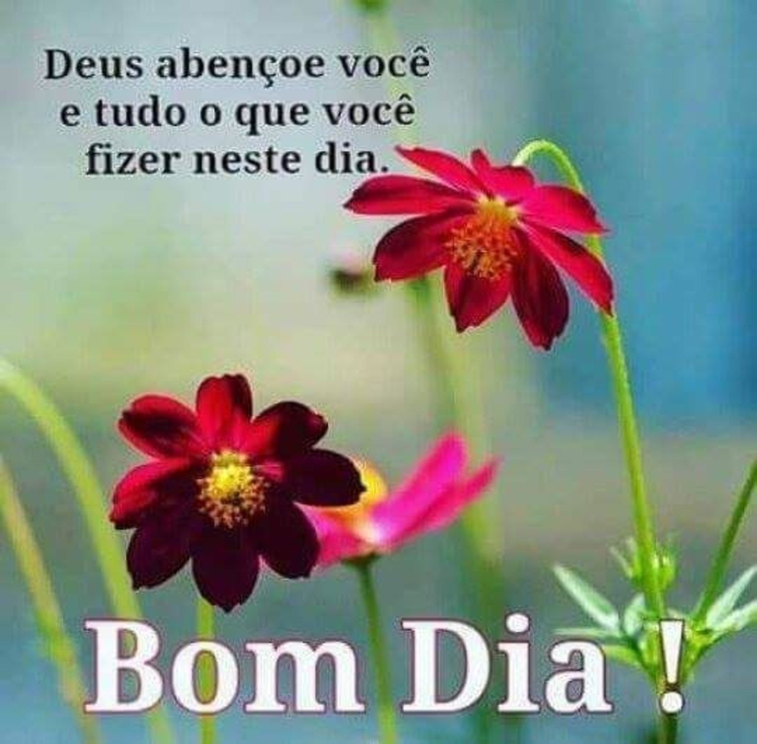 Bom Dia Bom Dia 637