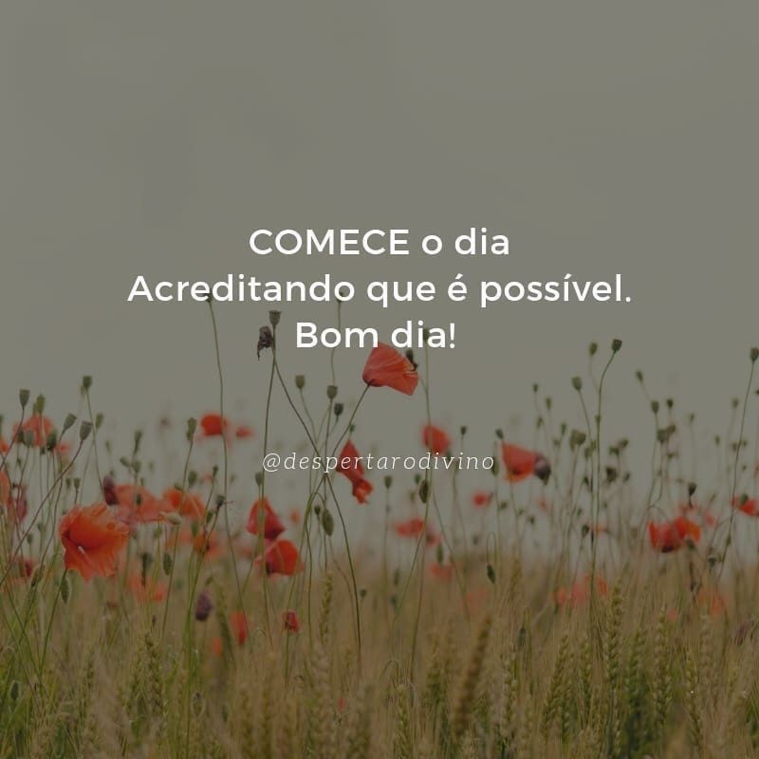 Bom Dia Pinterest 559