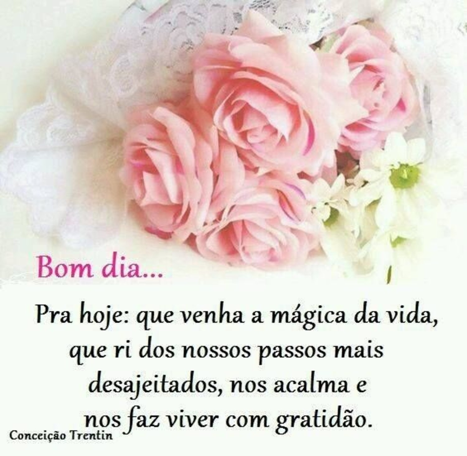 Bom Dia WhatsApp 593