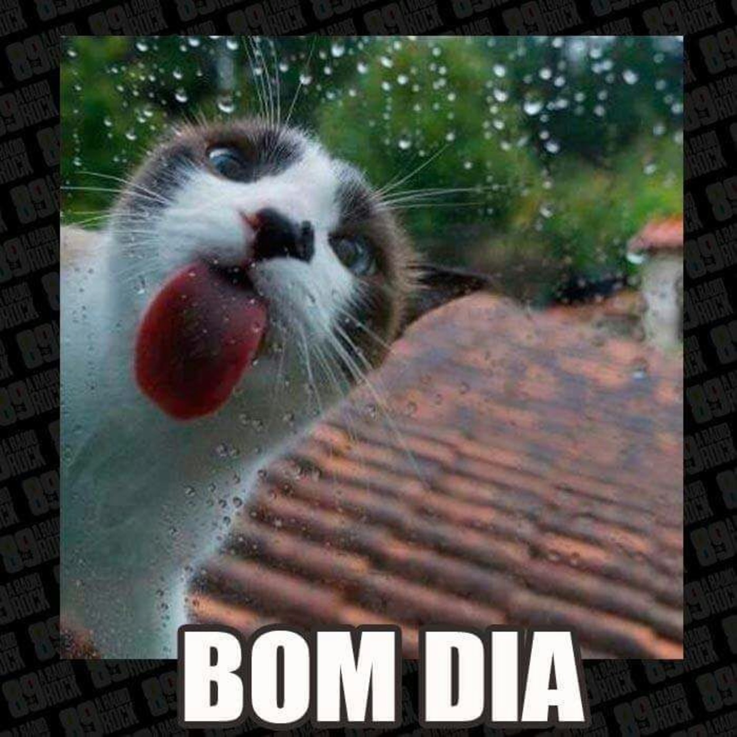 Bom Dia WhatsApp engraçado 990