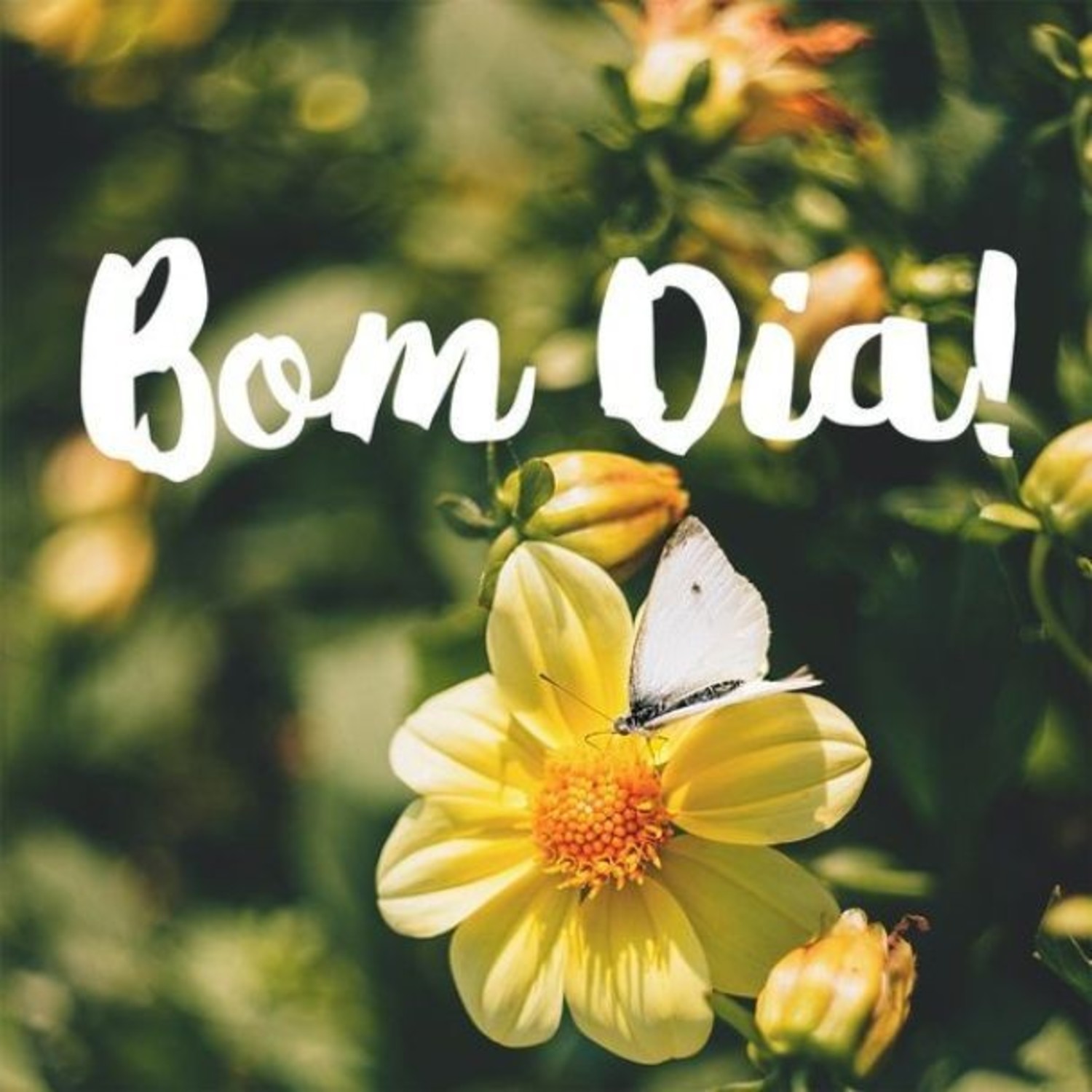 Bom Dia com mensagem de reflexão 914