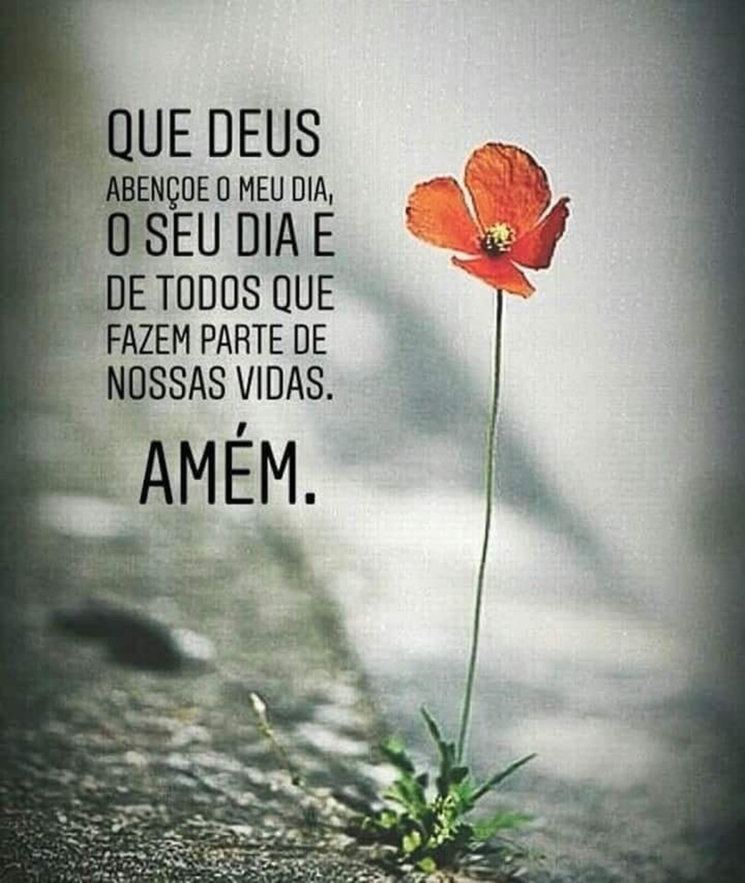 Bom Dia fotos 1042