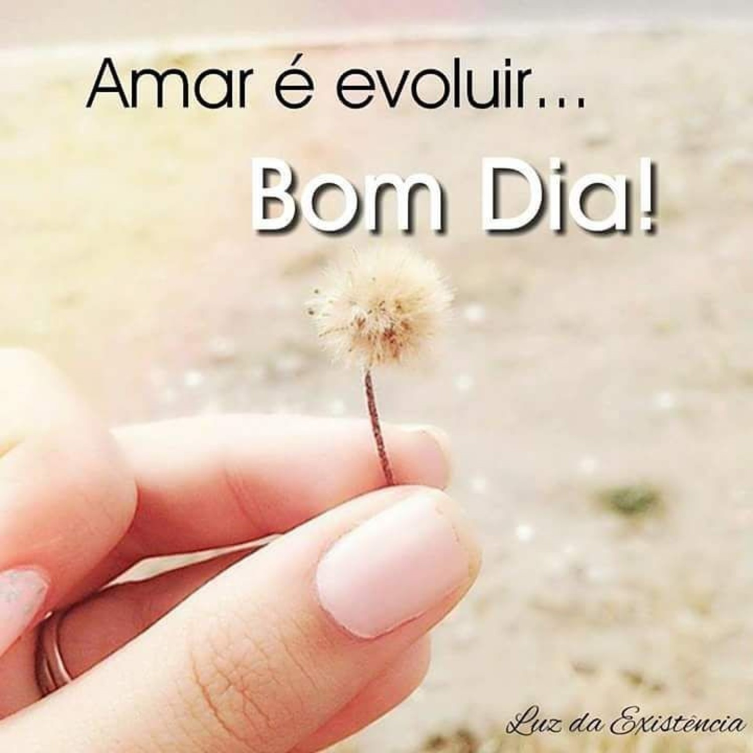Bom Dia fotos 1049