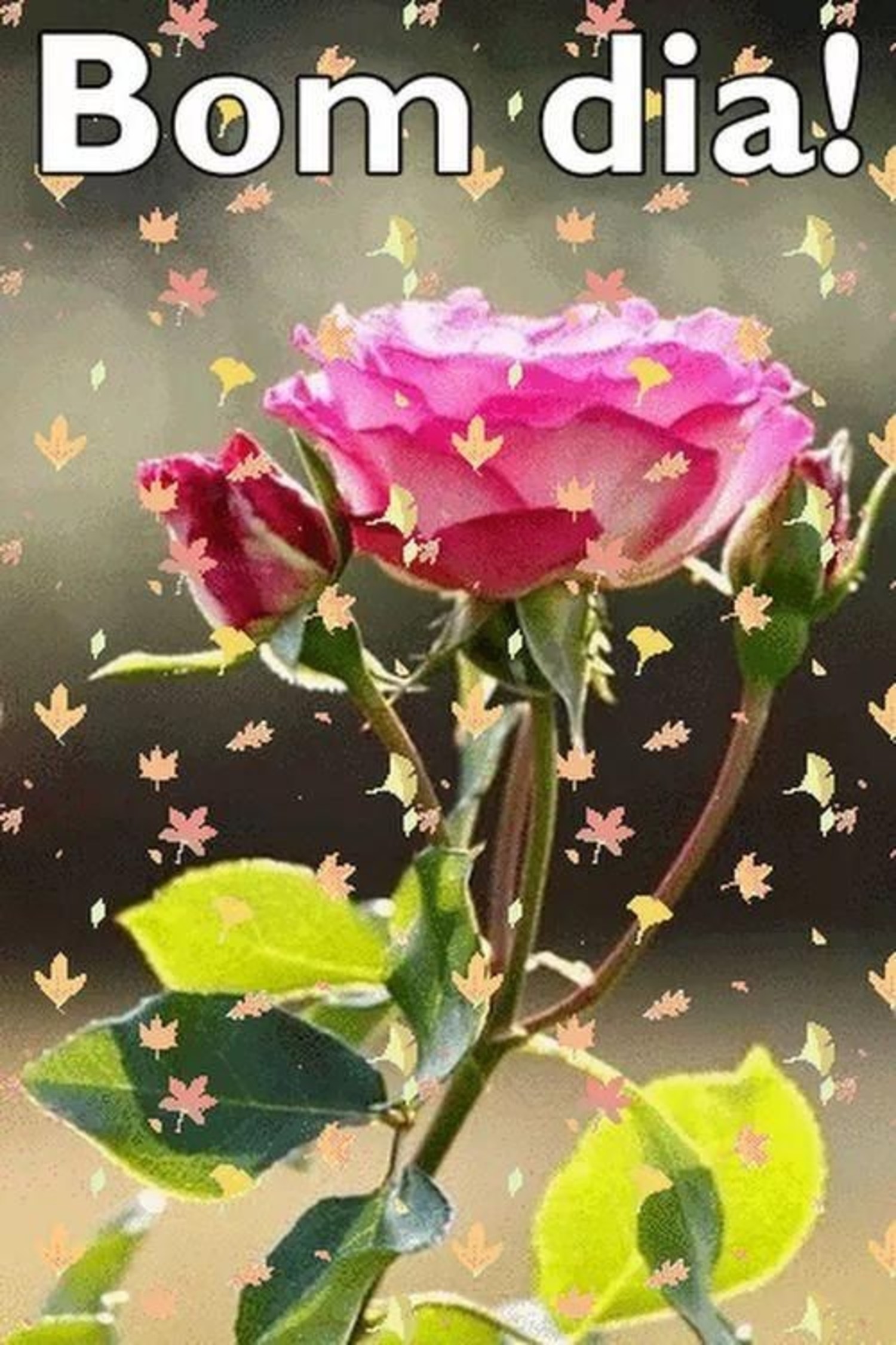 Bom Dia fotos 1052