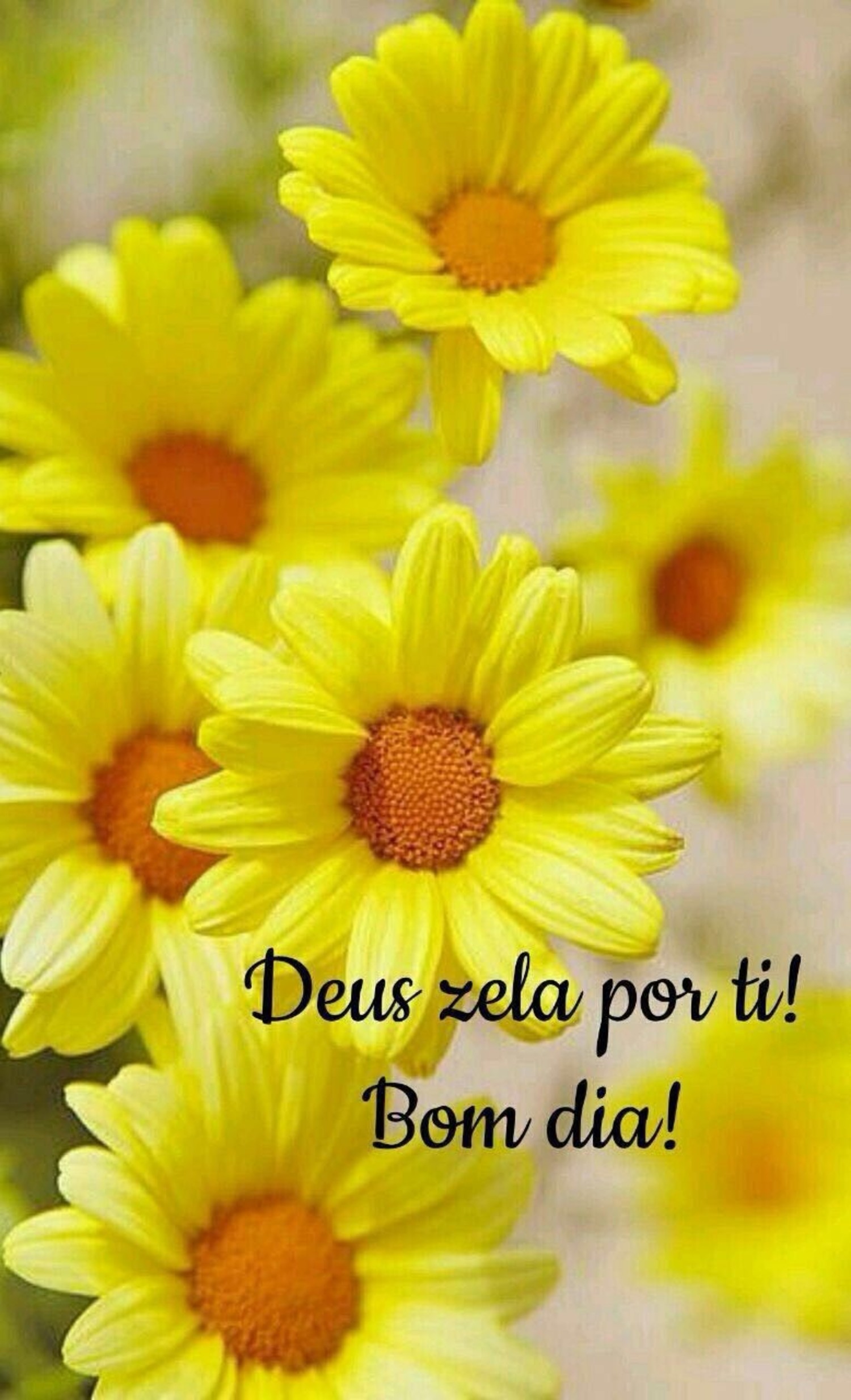Bom Dia frases lindas 698