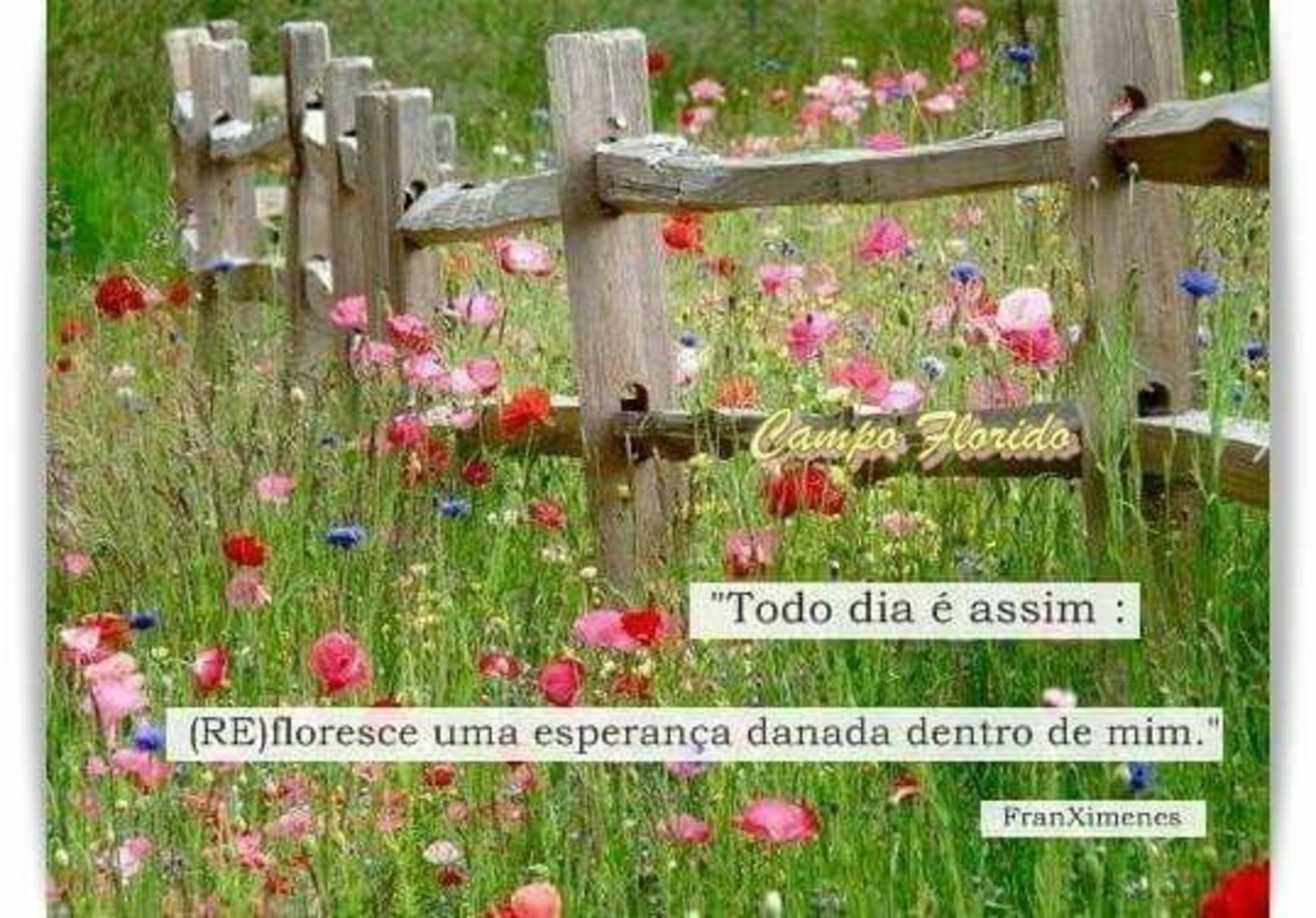 Bom Dia frases lindas 699