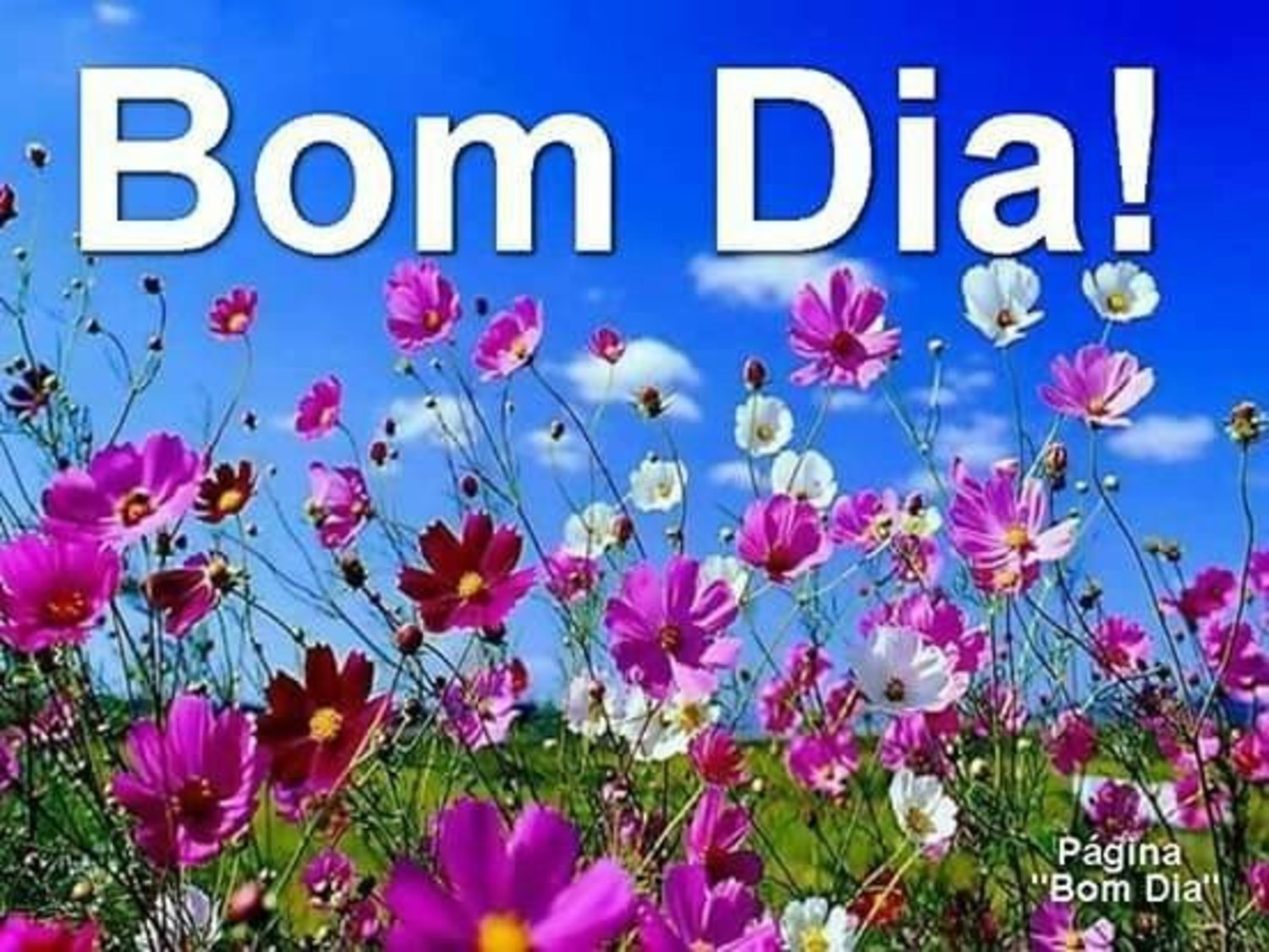 Bom Dia gente linda 743